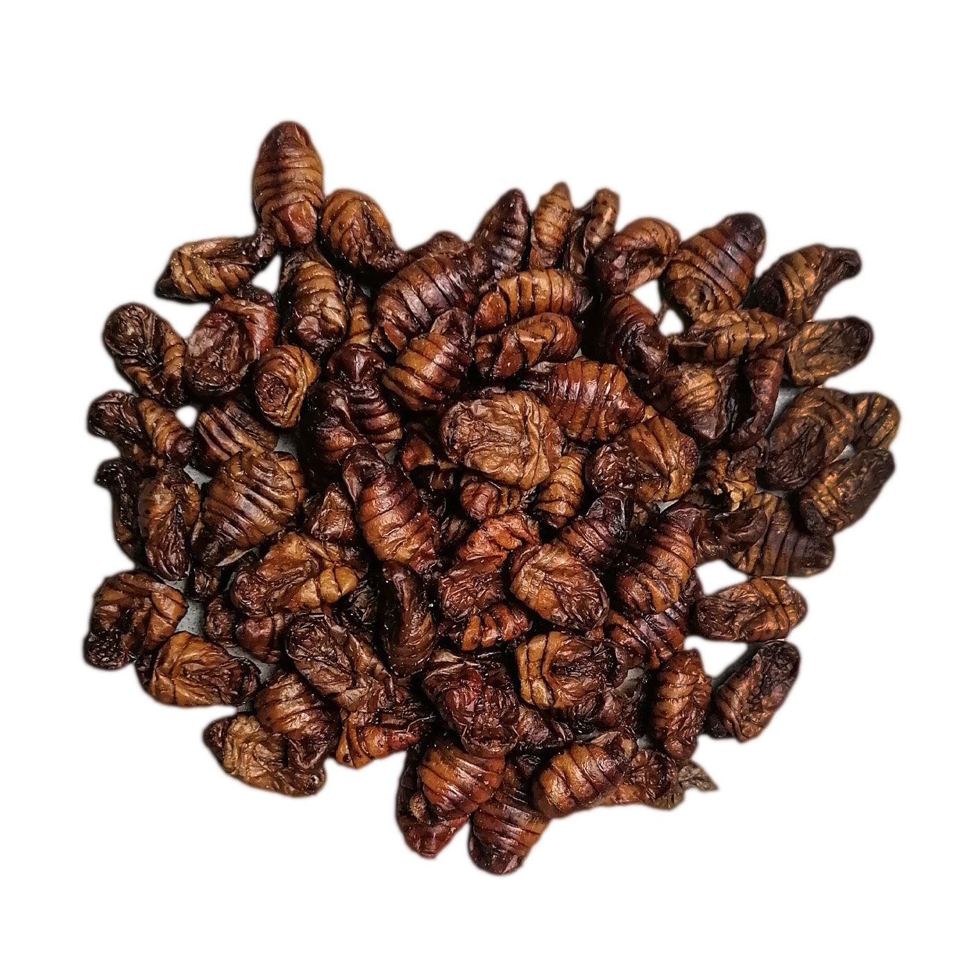 Insektus Seidenraupen