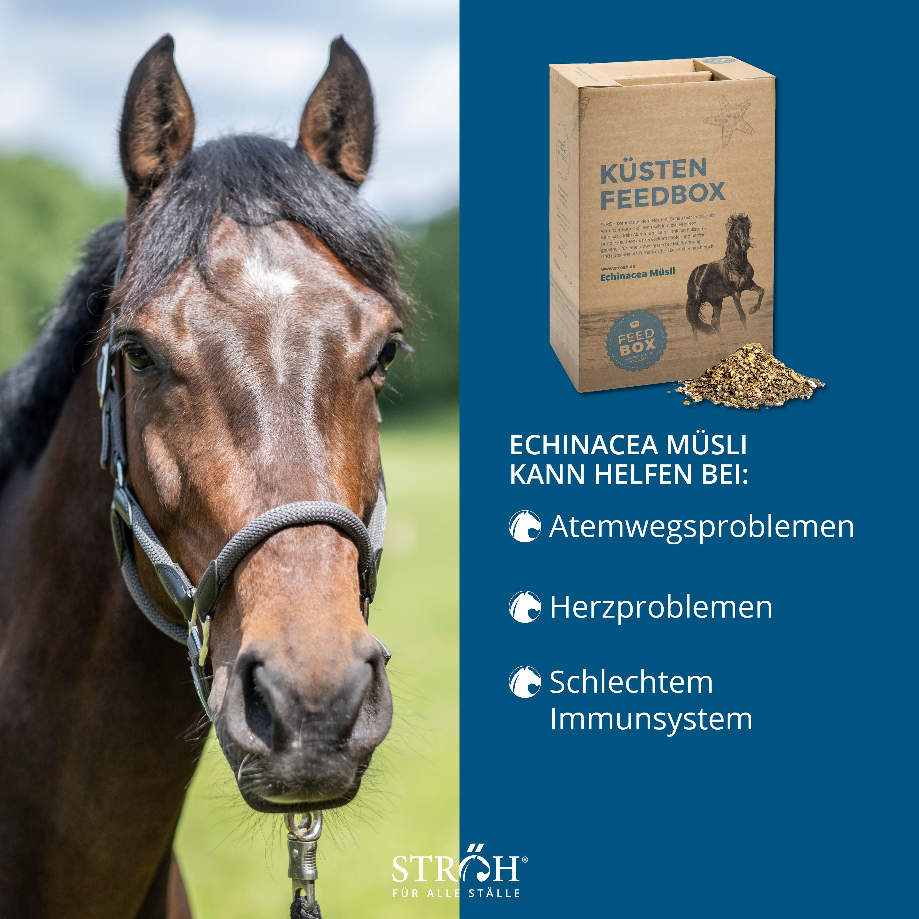 Pferd neben Küsten Feedbox mit Echinacea Müsli. Text: Echinacea Müsli, kann helfen bei Atemwegsproblemen, Herzproblemen, schlechtem Immunsystem.