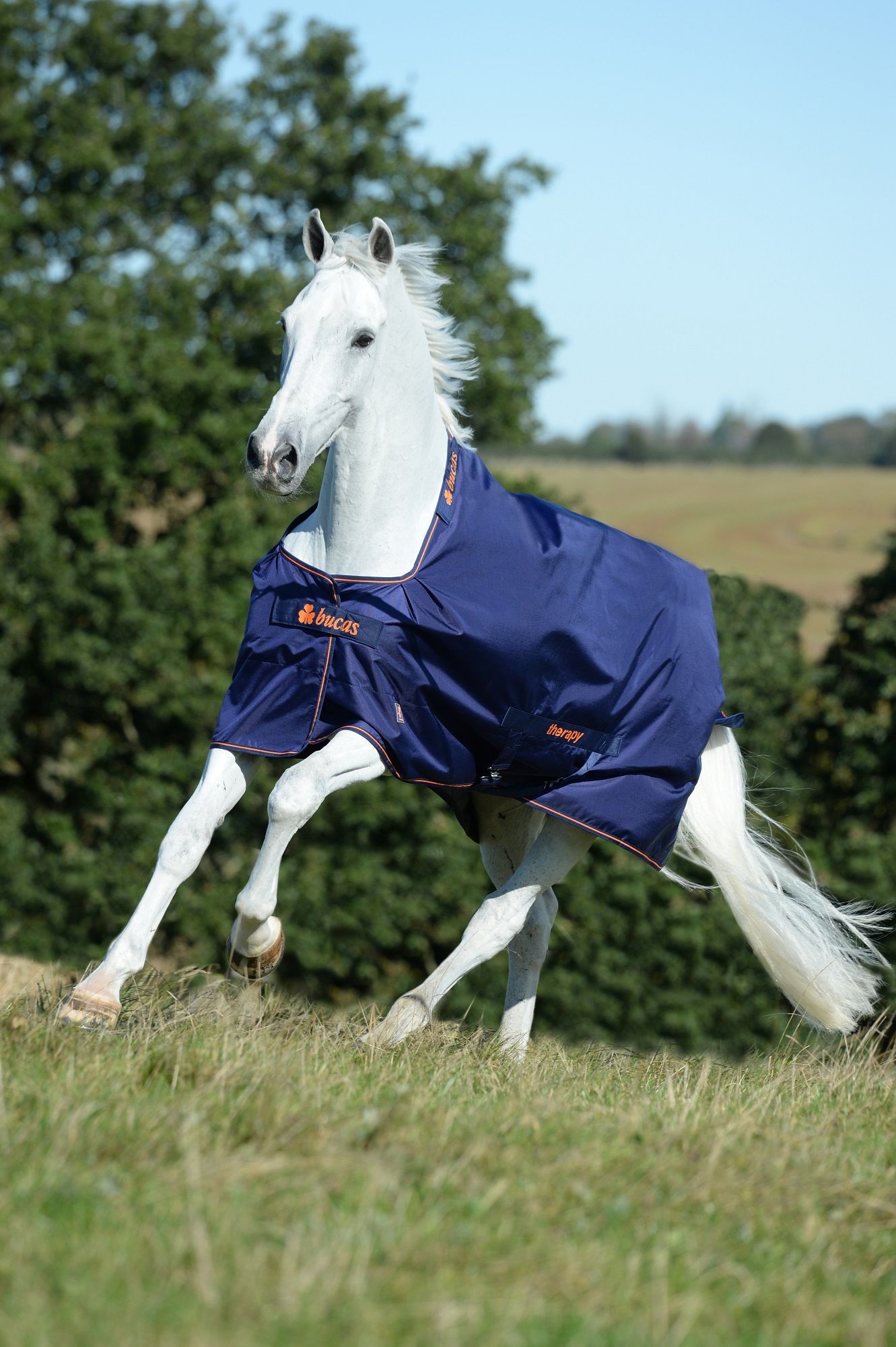 Blauer Bucas Therapy Turnout Light-Pferde-Regenschutz. Orangefarbene Einfassung. Pferd rennt auf einer Wiese.