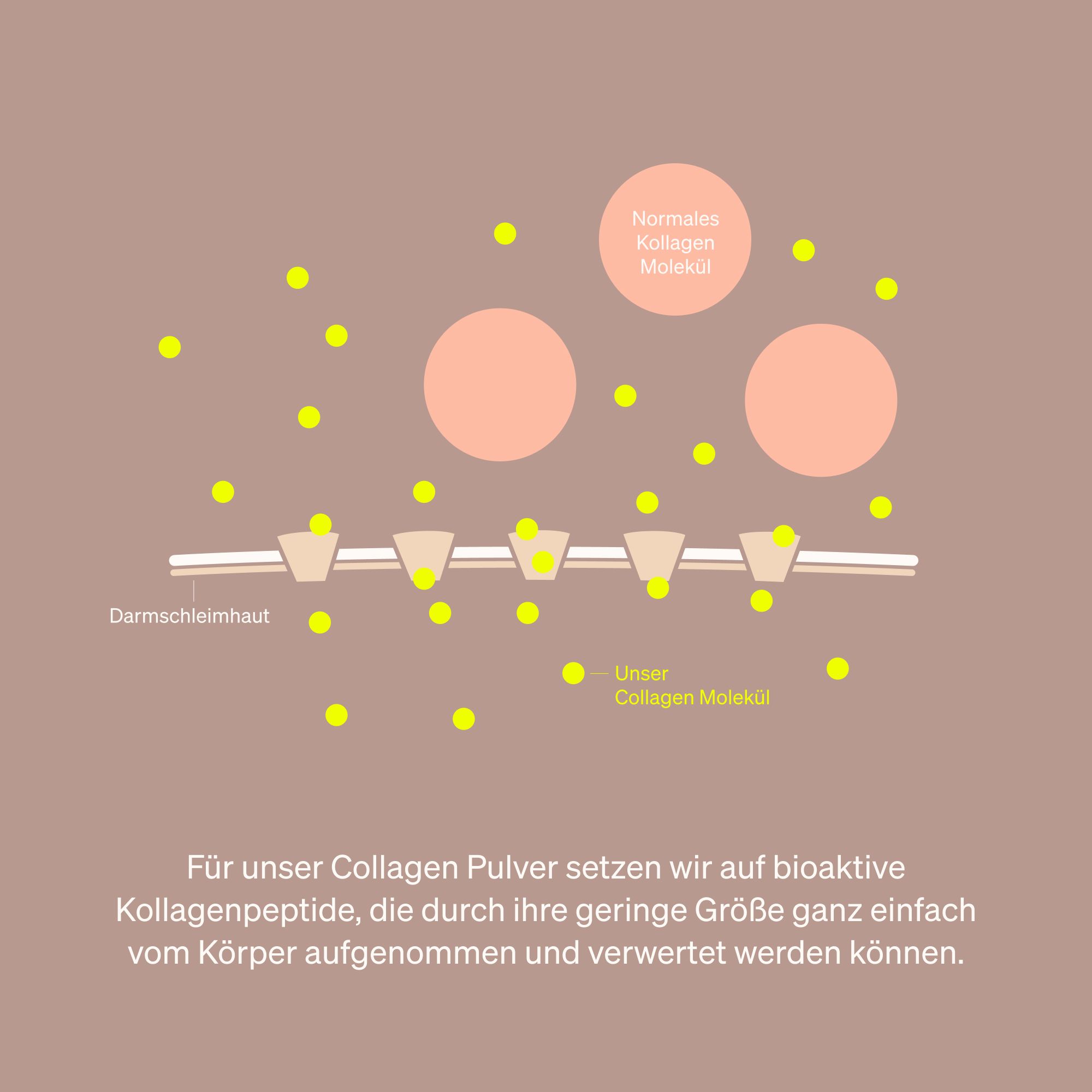 Grafische Darstellung: Kollagenmoleküle und Darmwand. Text: Unser Collagen Pulver setzt auf bioaktive Kollagenpeptide.