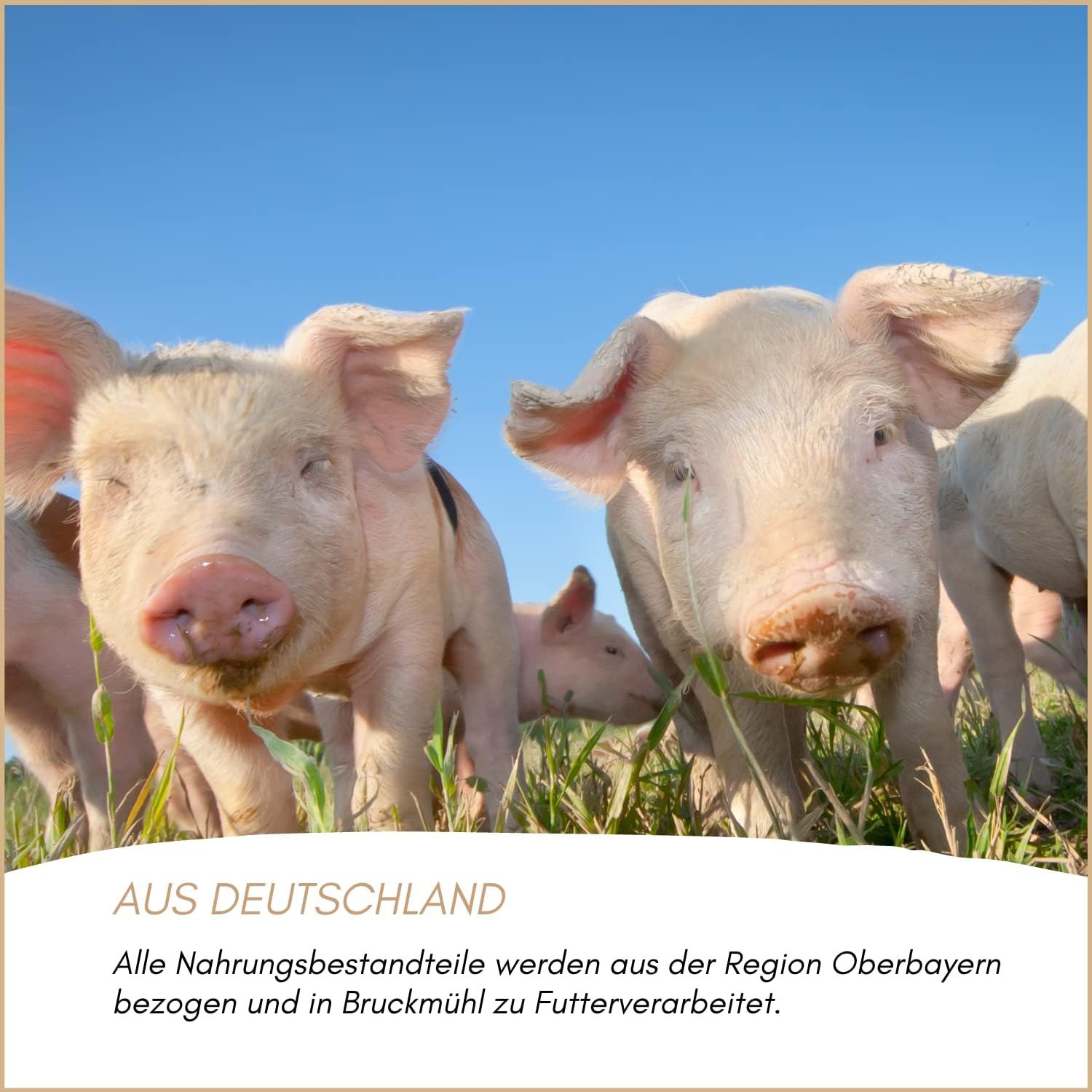 Supravit getrocknete Schweineohren für Hunde |Aus Deutscher Herstellung