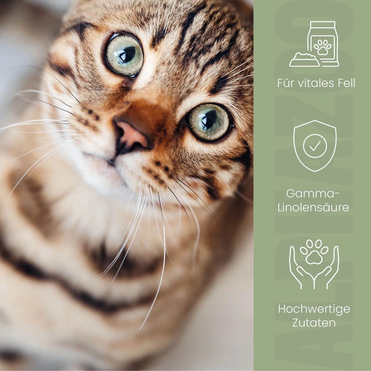 Nahaufnahme einer Katze. Icons: Vitales Fell, Gamma-Linolensäure, hochwertige Zutaten. Hintergrund: grüner Farbverlauf.