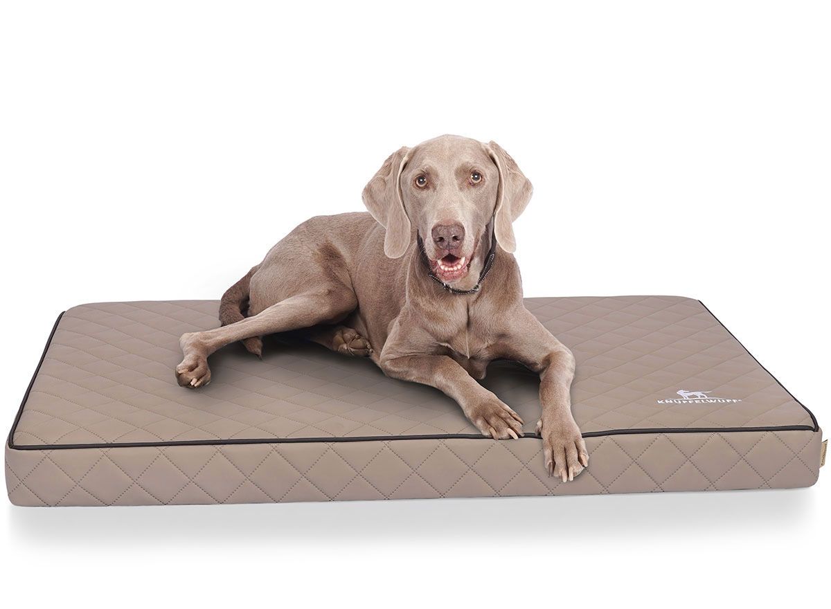 Beige orthopädische Hundematte mit schwarzem Rand. Ein Hund liegt auf der Matte.