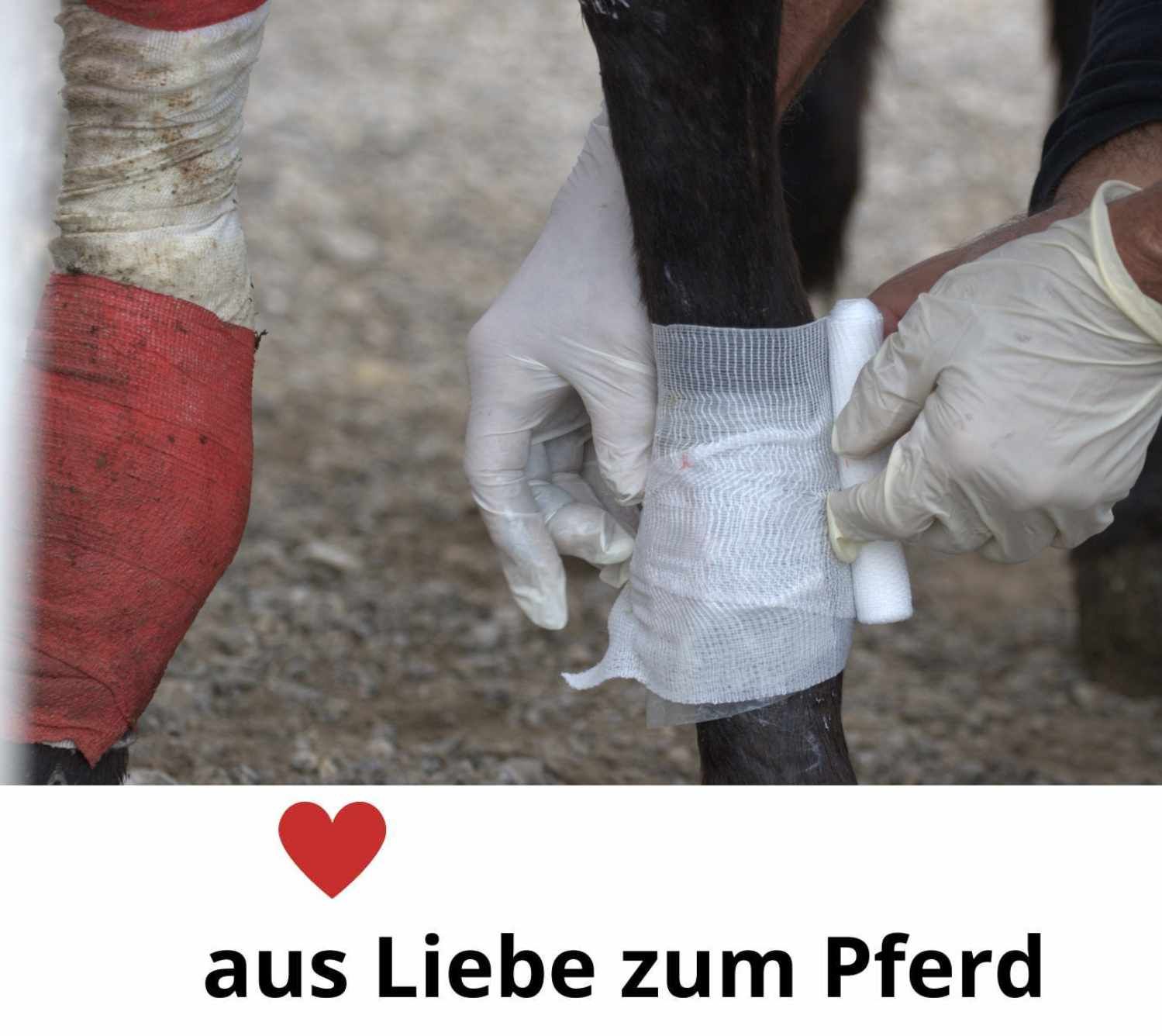 Personen legen Verband an Pferdebein an. Rotes Band am Bein. Handschuhe.