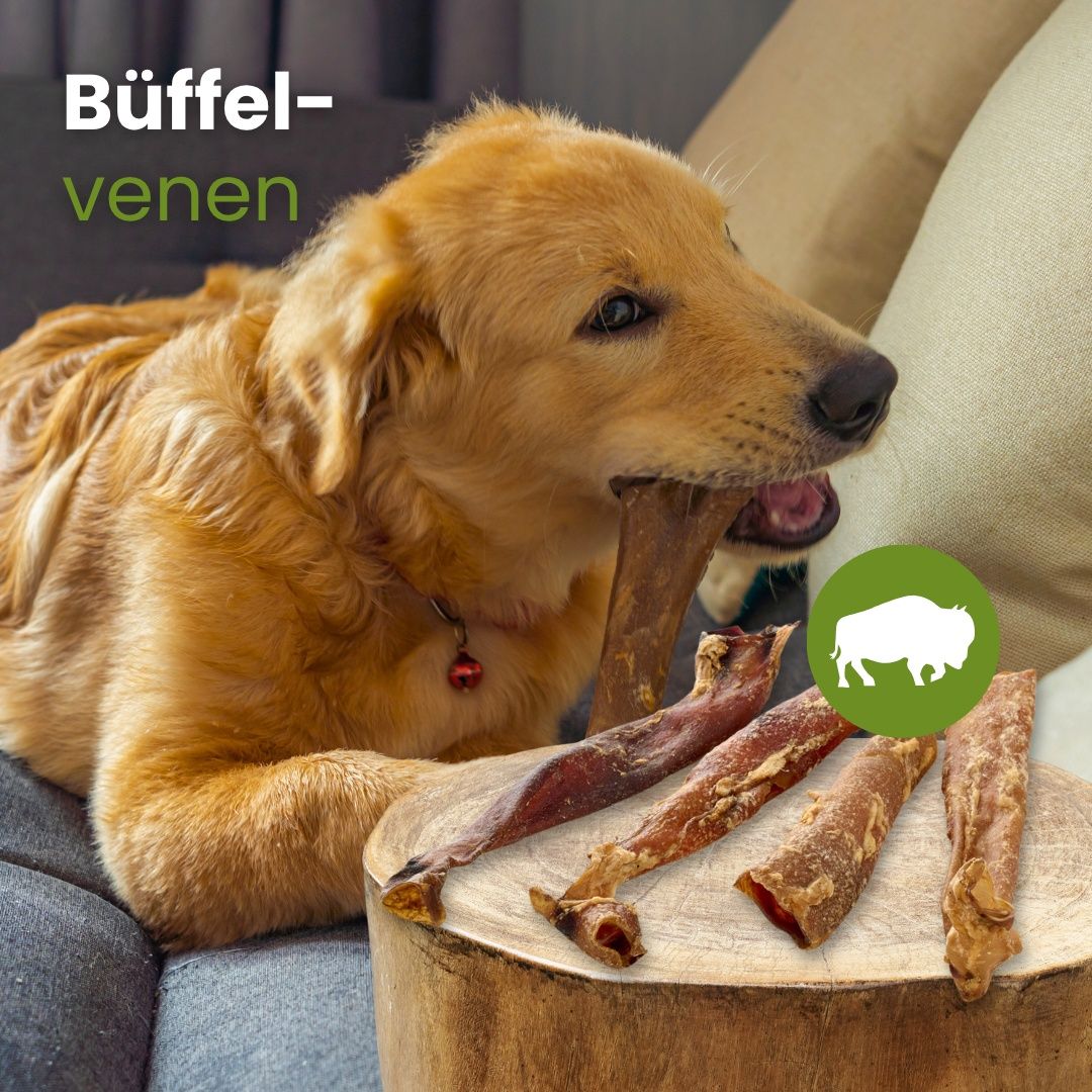 Golden Retriever kaut auf einer Büffelvene, daneben liegen vier weitere.