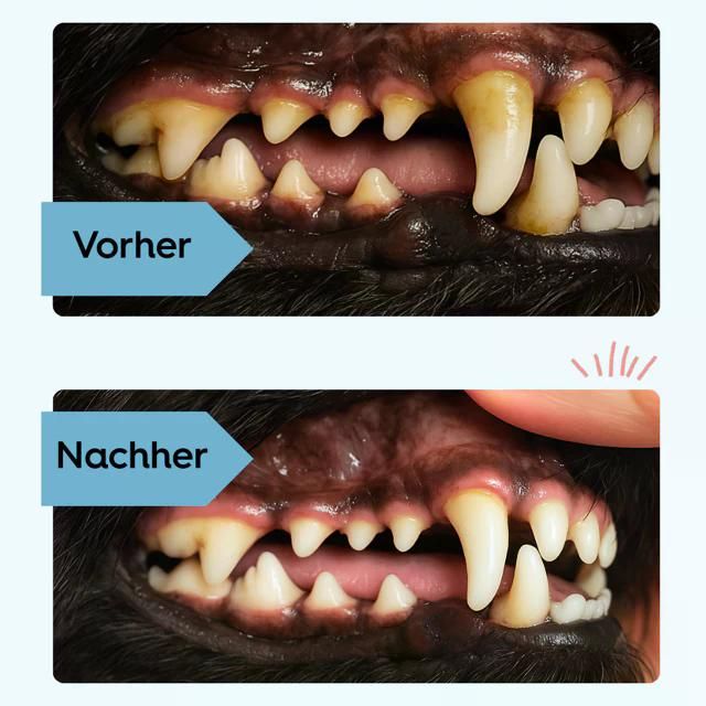 Vorher-Nachher-Vergleich von Hundezähnen. Oben: Zähne mit Belag. Unten: Saubere Zähne.