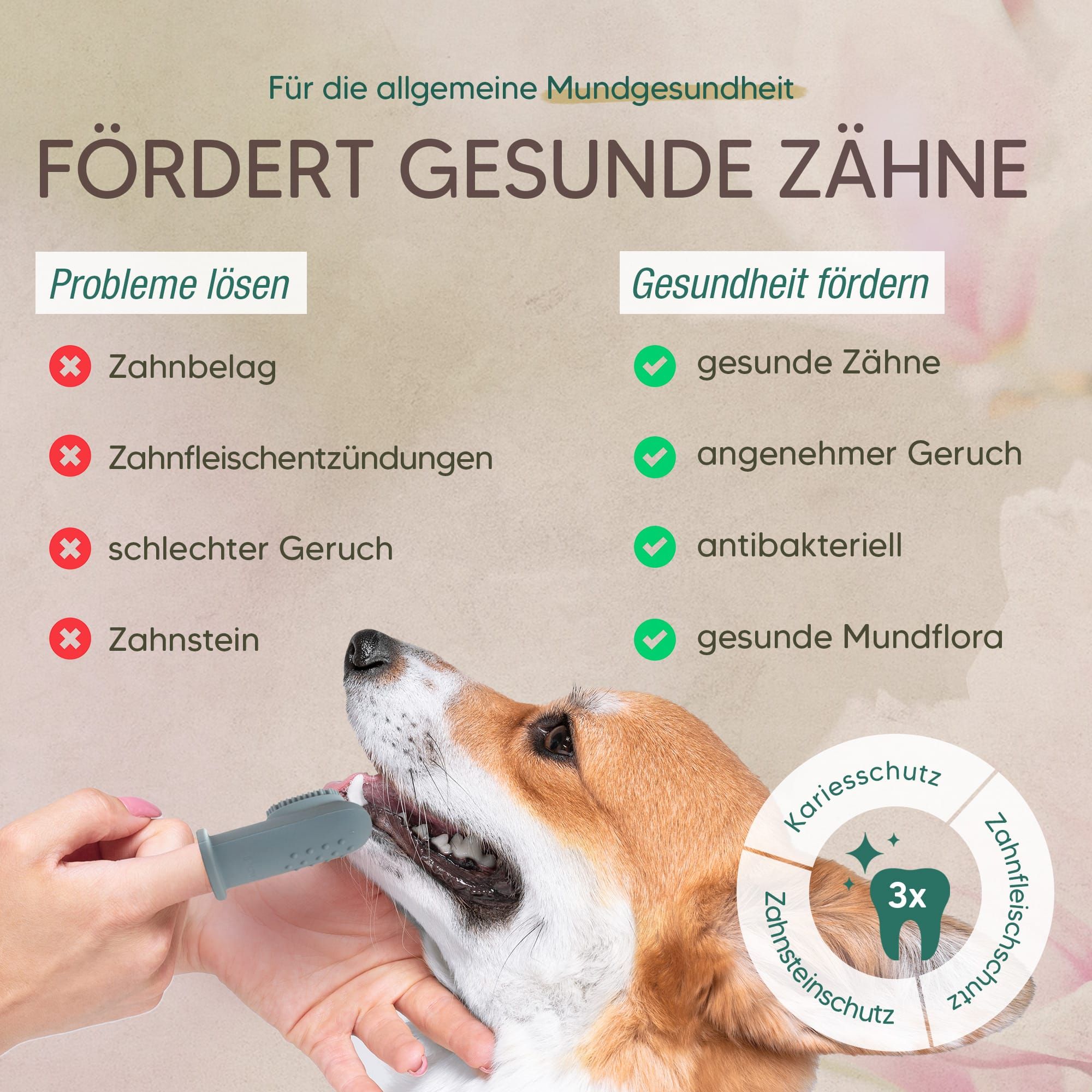 Hund mit geöffnetem Maul, Zähne werden mit Fingerzahnbürste gereinigt. Text: 'Fördert gesunde Zähne'. Grafiken zu Zahnstein, Zahnfleischschutz, Karies.