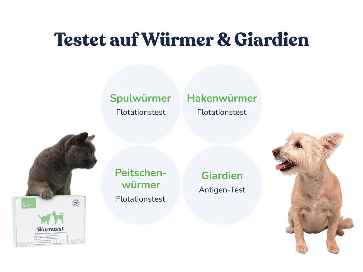 felmo Wurmtest