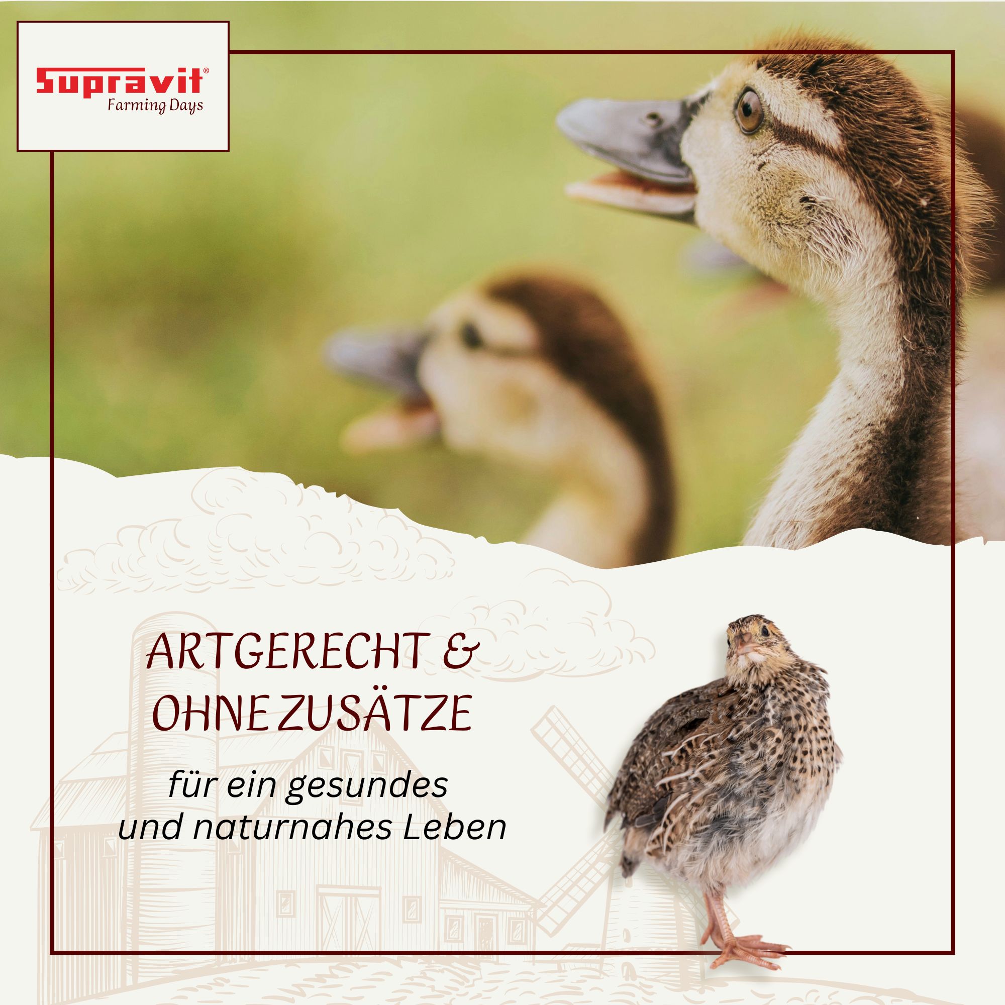 Supravit Braugerste - Energiereiches Ergänzungsfutter für Hühner & Tauben