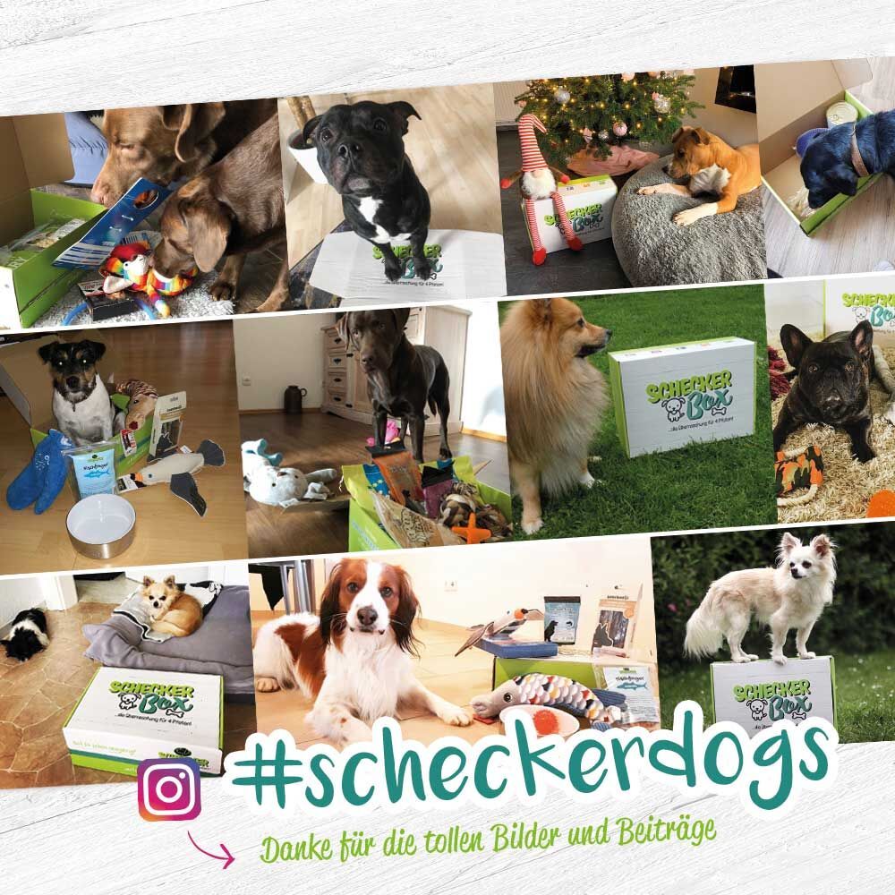 Collage von Hunden mit Schecker Boxen und Zubehör. Hashtag #scheckerdogs. Instagram-Logo. Text: Danke für die tollen Bilder und Beiträge.