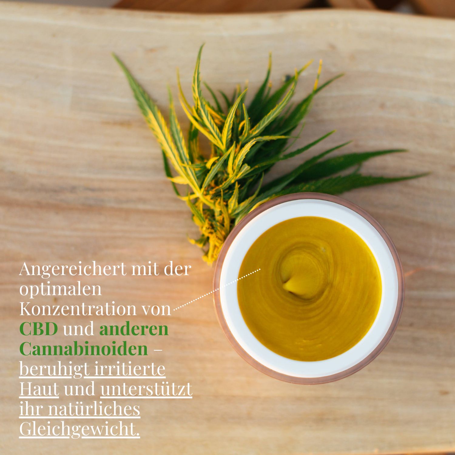Offener Tiegel mit gelber Salbe neben Cannabispflanze. "Angereichert mit CBD und Cannabinoiden."