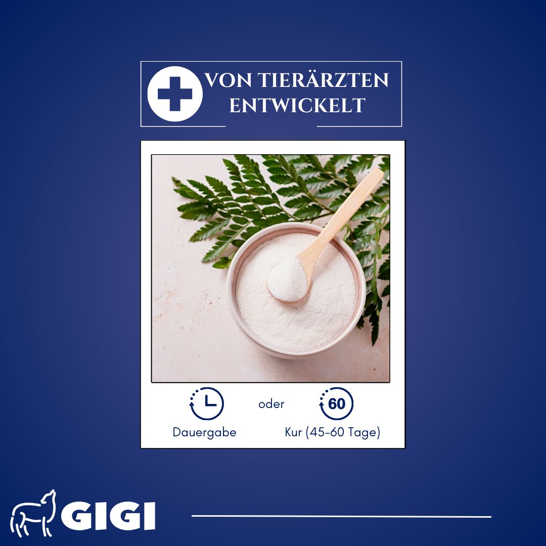 Schüssel mit Pulver und Holzlöffel. Text: Von Tierärzten entwickelt. Text: Dauer- oder Kur-Gabe (45-60 Tage). Logo: GIGI.