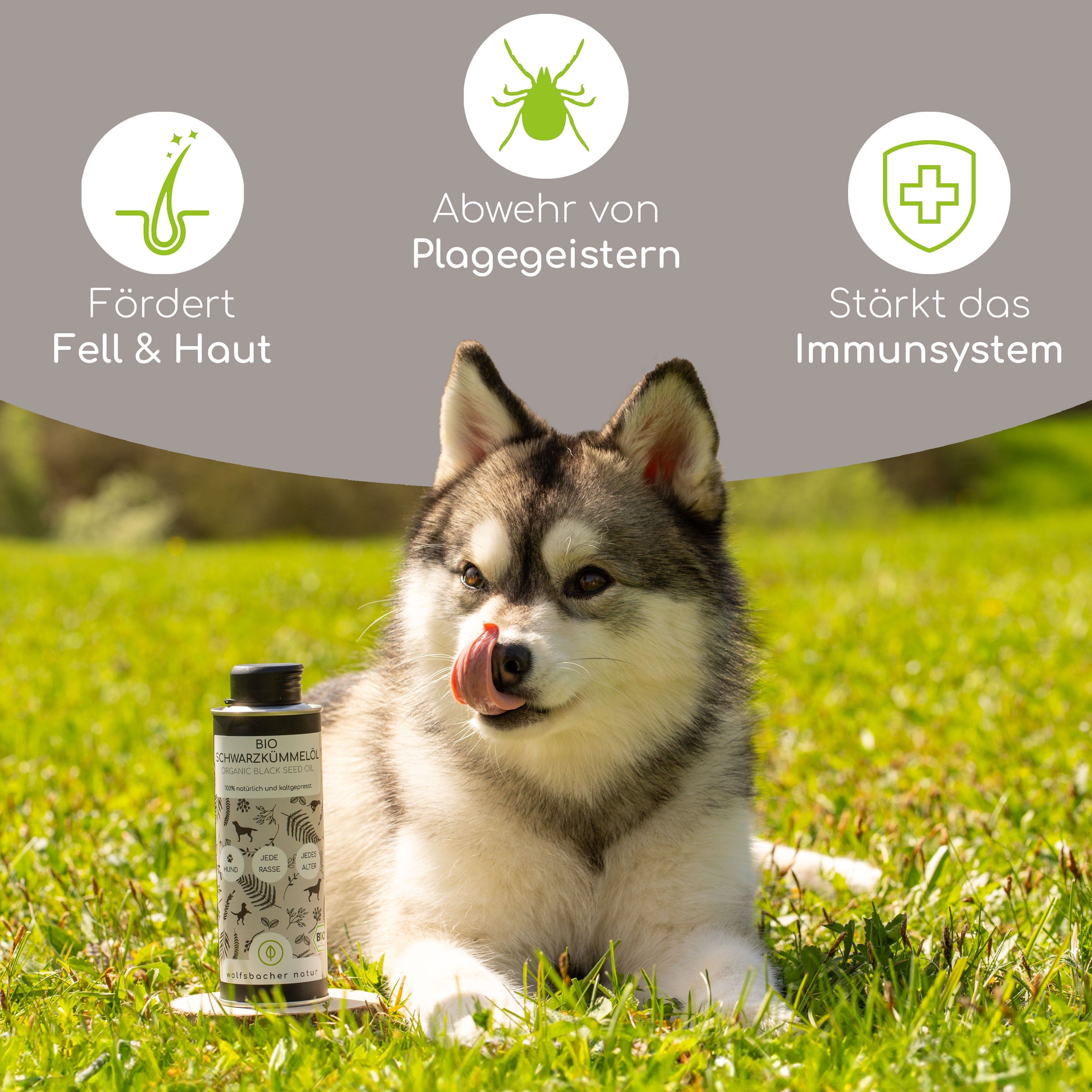 Wolfsbacher Natur Bio Schwarzkümmelöl
