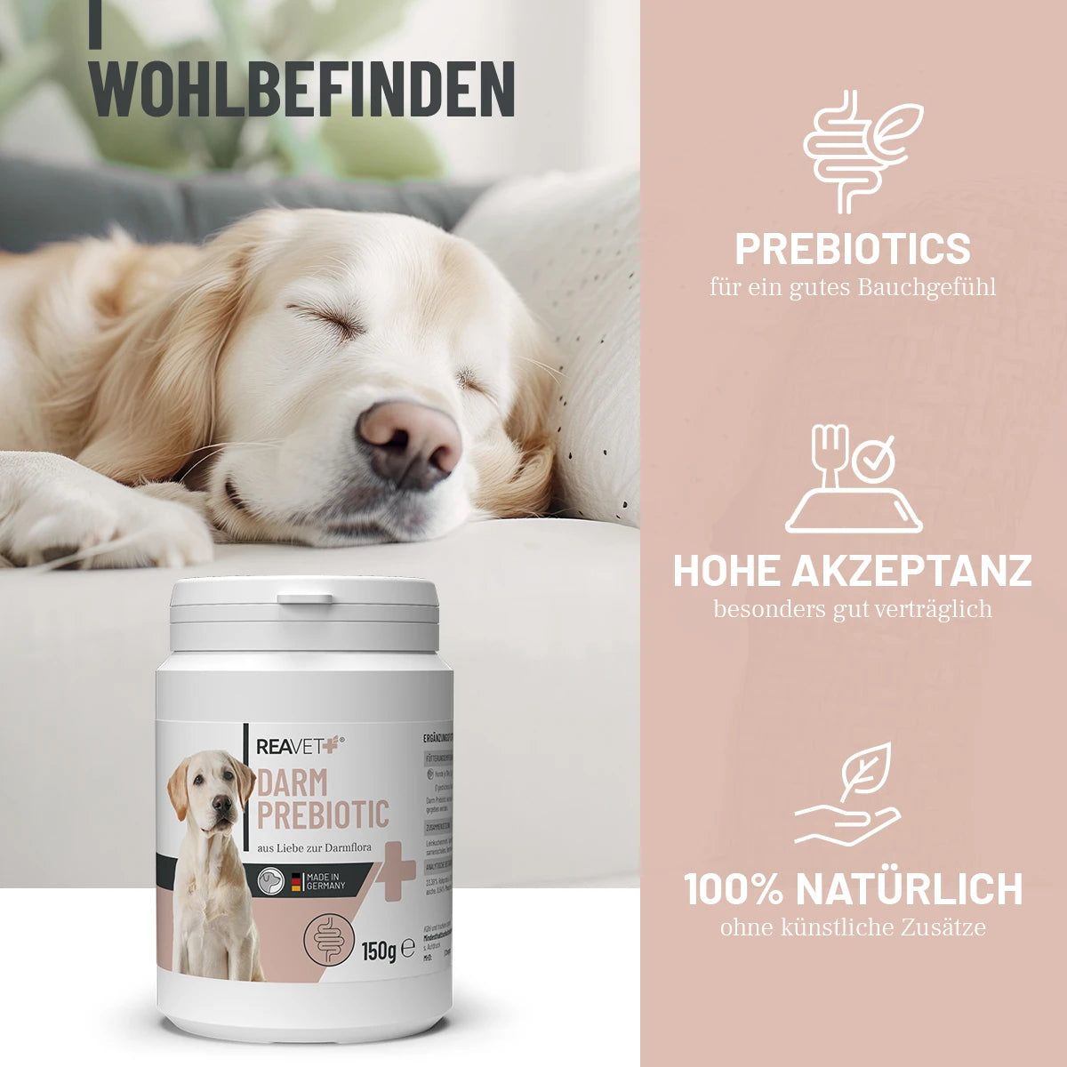 Weiße Dose "REA VET Darm Prebiotic" neben Text und Icons. Hund liegt auf Sofa.