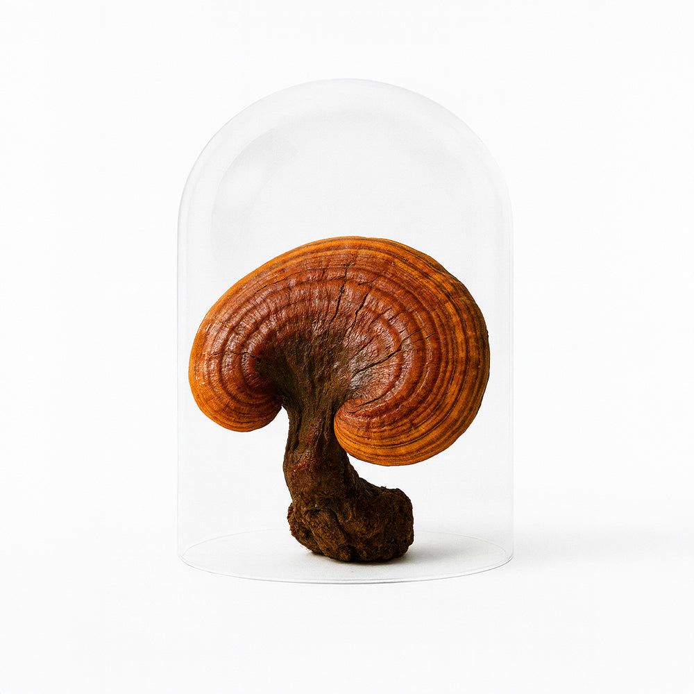 Ein Reishi-Pilz unter einer Glaskuppel.