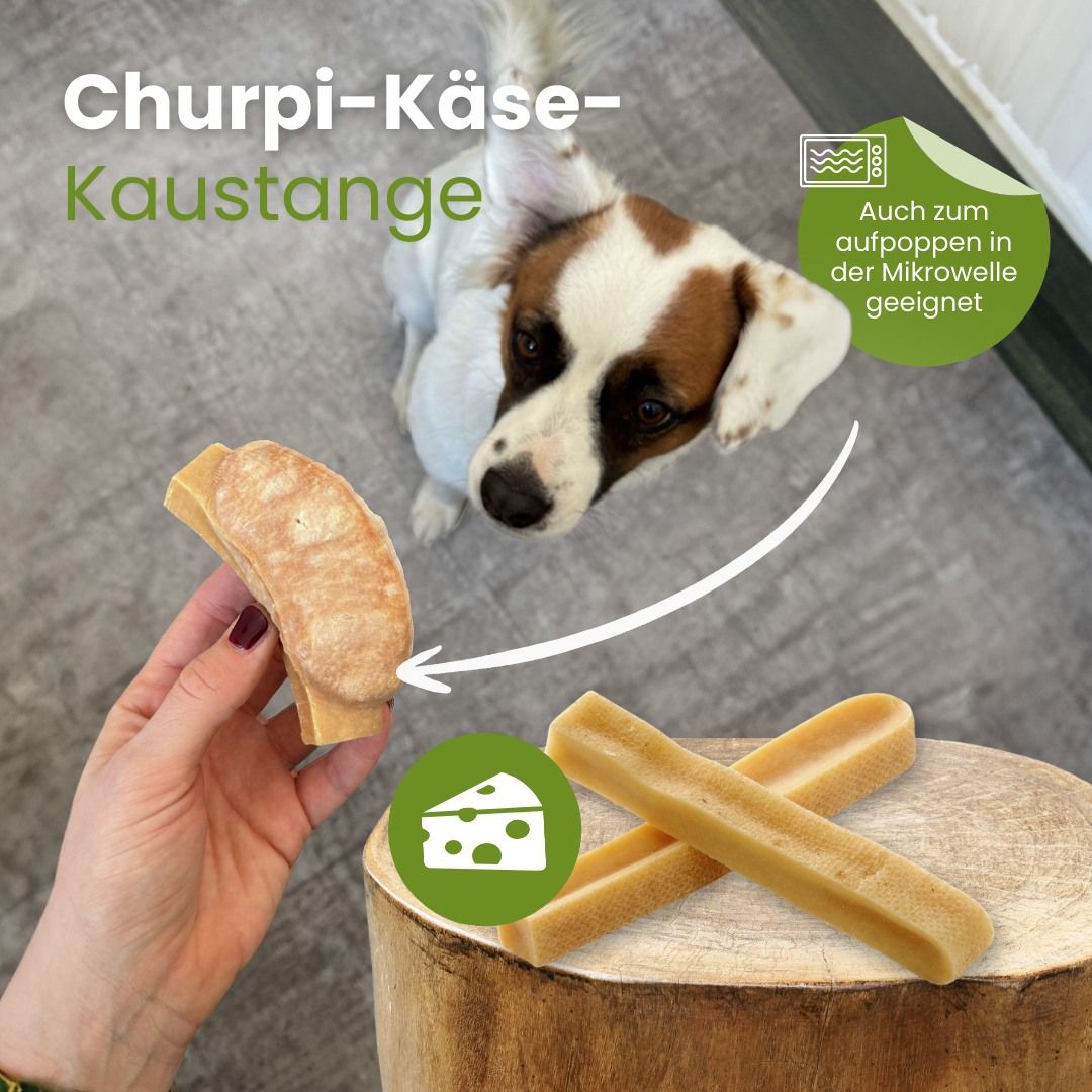 Churpi-Käse-Kaustange. Kann in der Mikrowelle aufgepoppt werden. Hund schaut zu, während eine Kaustange gehalten wird.