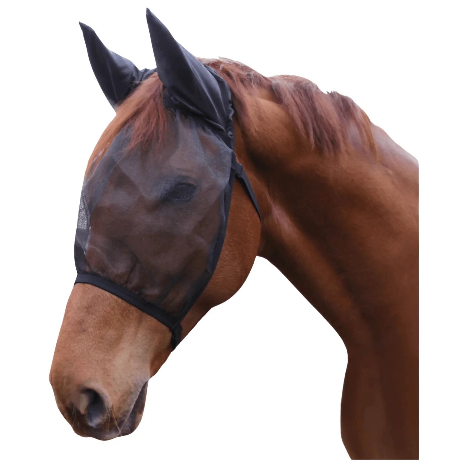 Schwarze Fliegenmaske mit Ohrenschutz auf einem Pferd. Die Maske bedeckt Augen und Ohren. Schwarzes Gummiband.