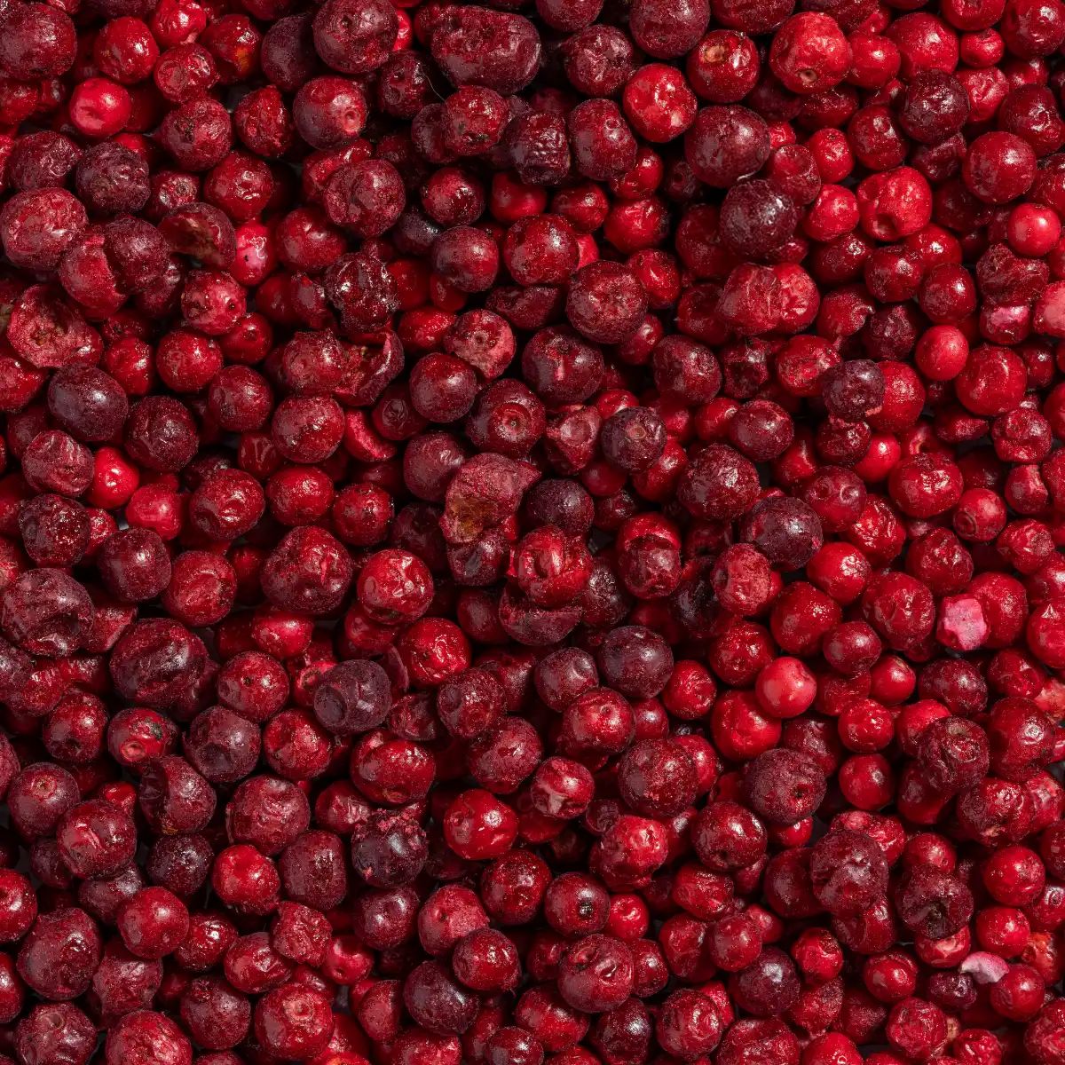 Nahaufnahme von gefriergetrockneten Preiselbeeren. Rote, runde Früchte, leicht runzlig.