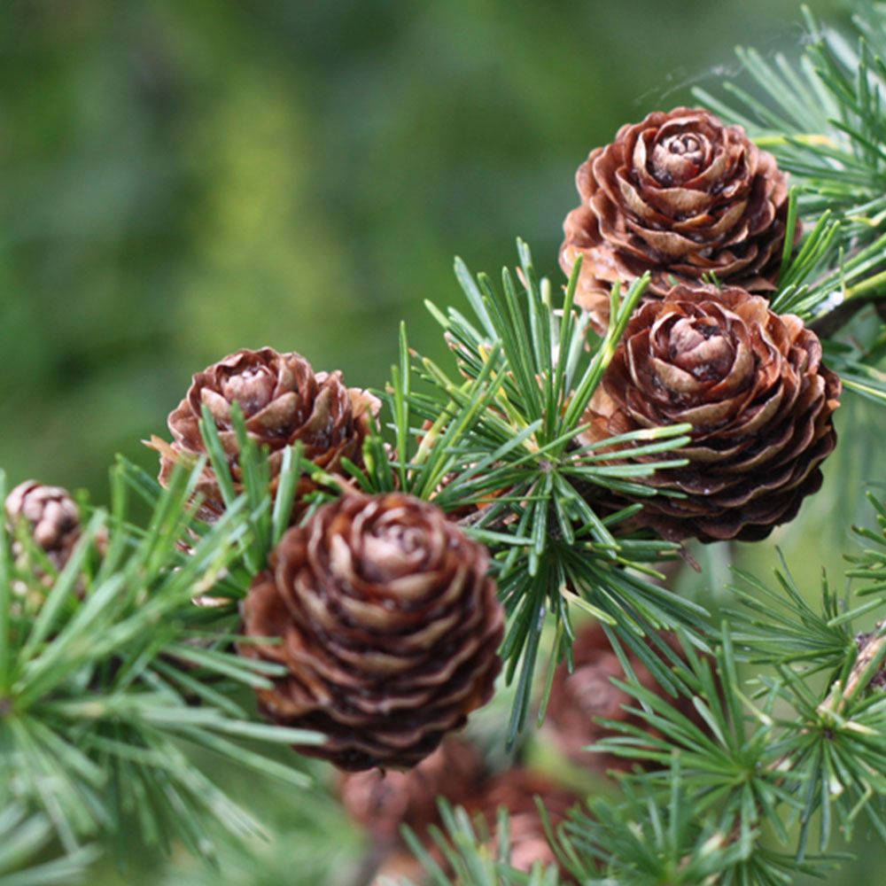 Zweig mit mehreren braunen Zapfen und grünen Nadeln.