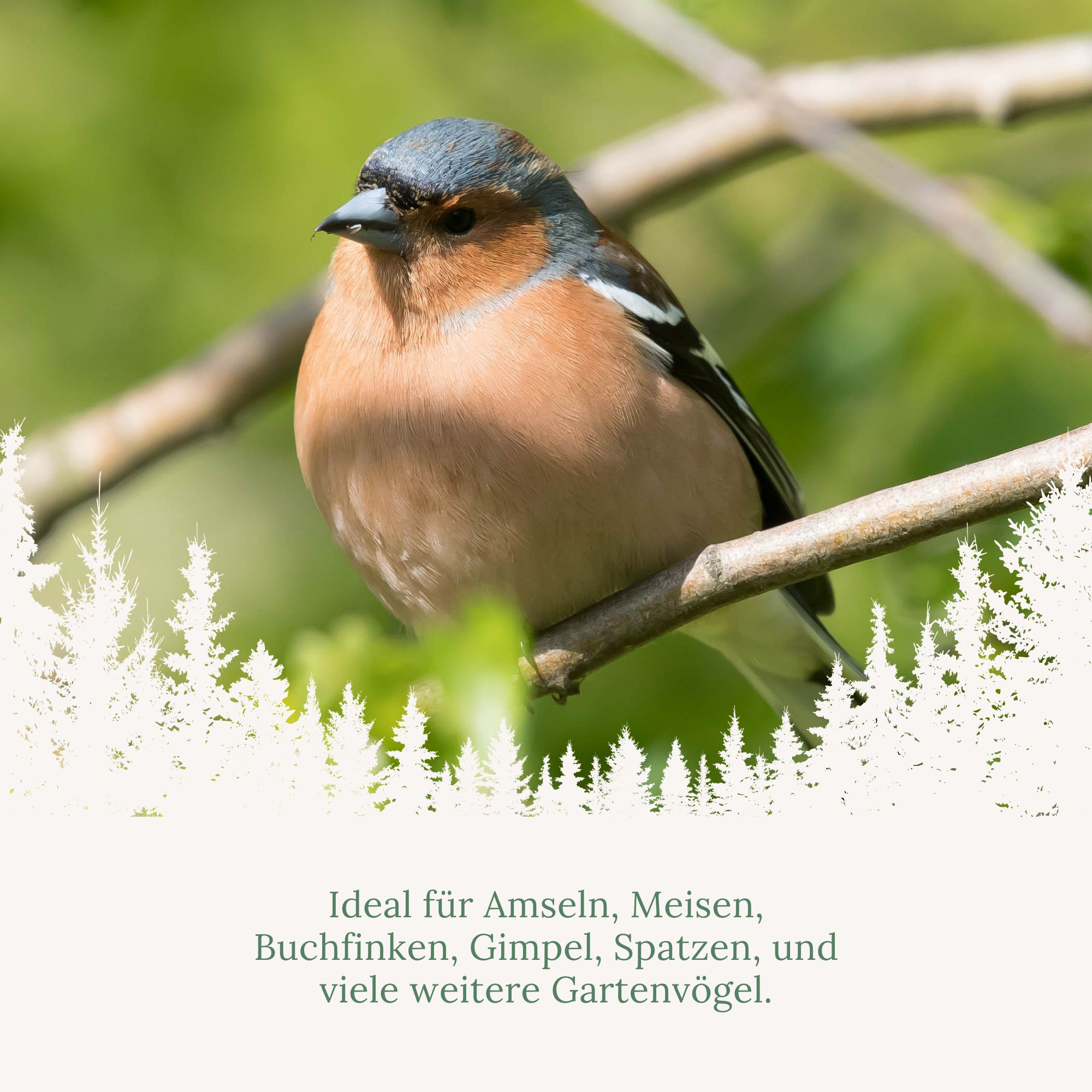 Ein Vogel sitzt auf einem Ast. Der Vogel hat ein braunes, blaues und weißes Gefieder.
