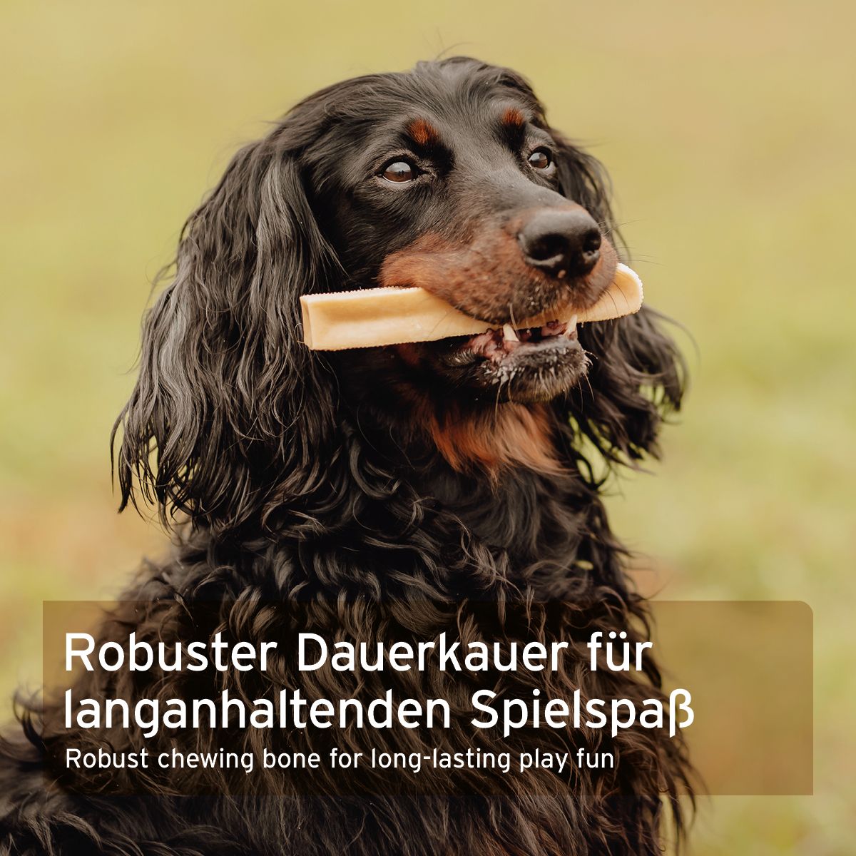 Hund mit Kauknochen im Maul. Text: Robuster Dauerkaue für langanhaltenden Spielspaß.