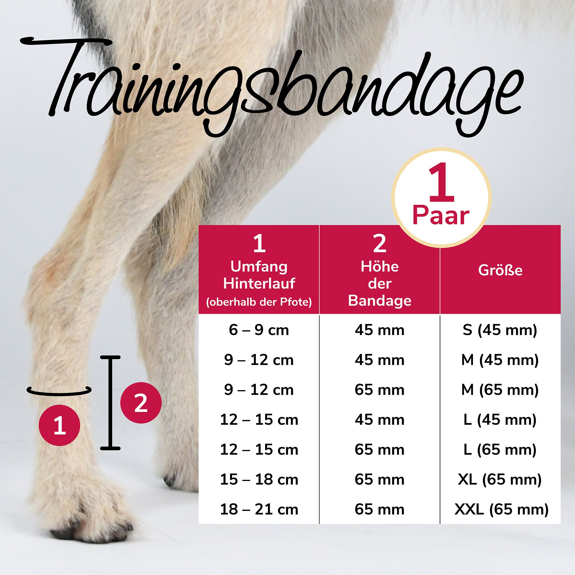 Größentabelle für Trainingsbandage. Umfang und Höhe der Bandage in cm. Größen: S, M, L, XL, XXL. Abgebildet: Hundebein mit Bandage.