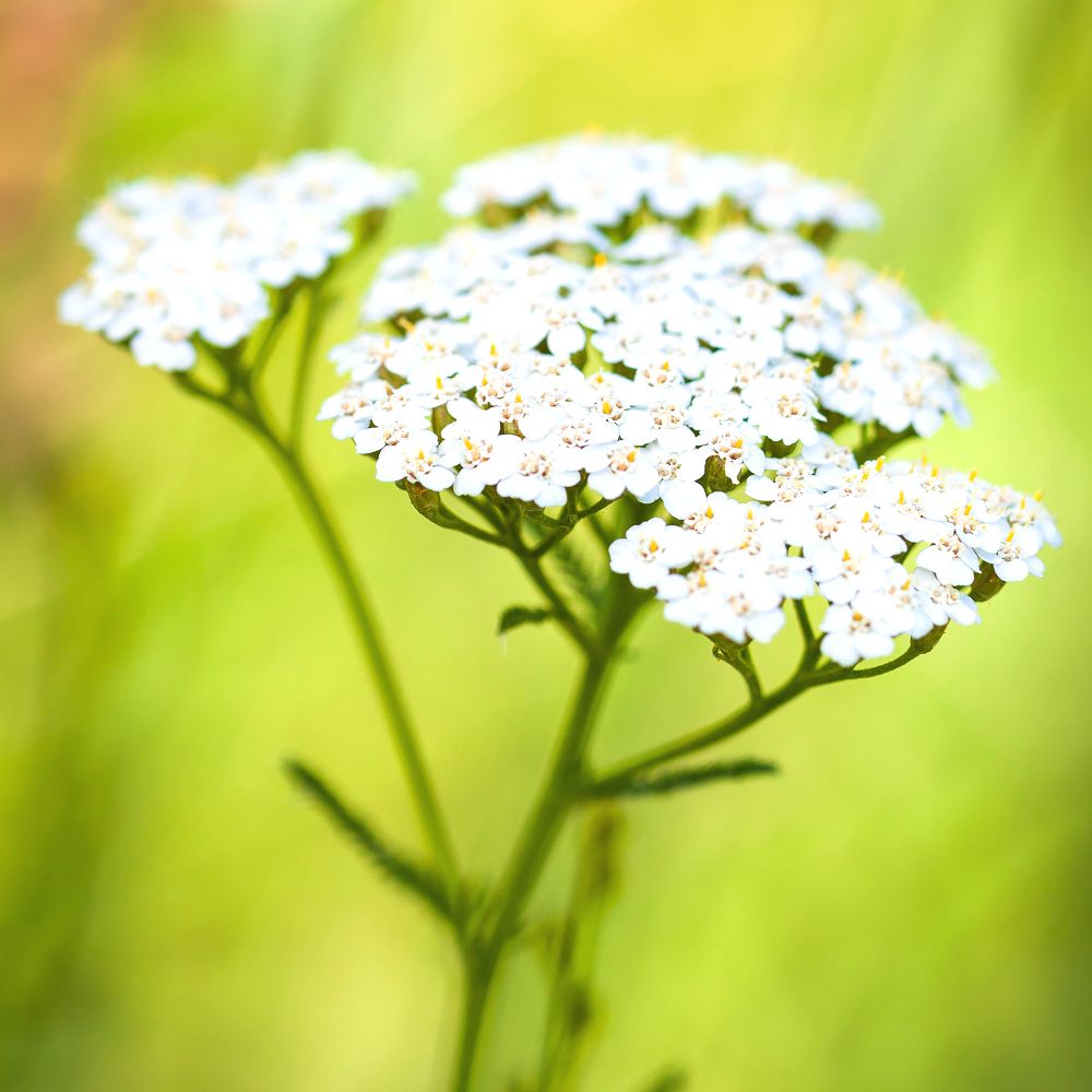 PHI Essences - Weiße Schafgarbe Wildblüten Essenz