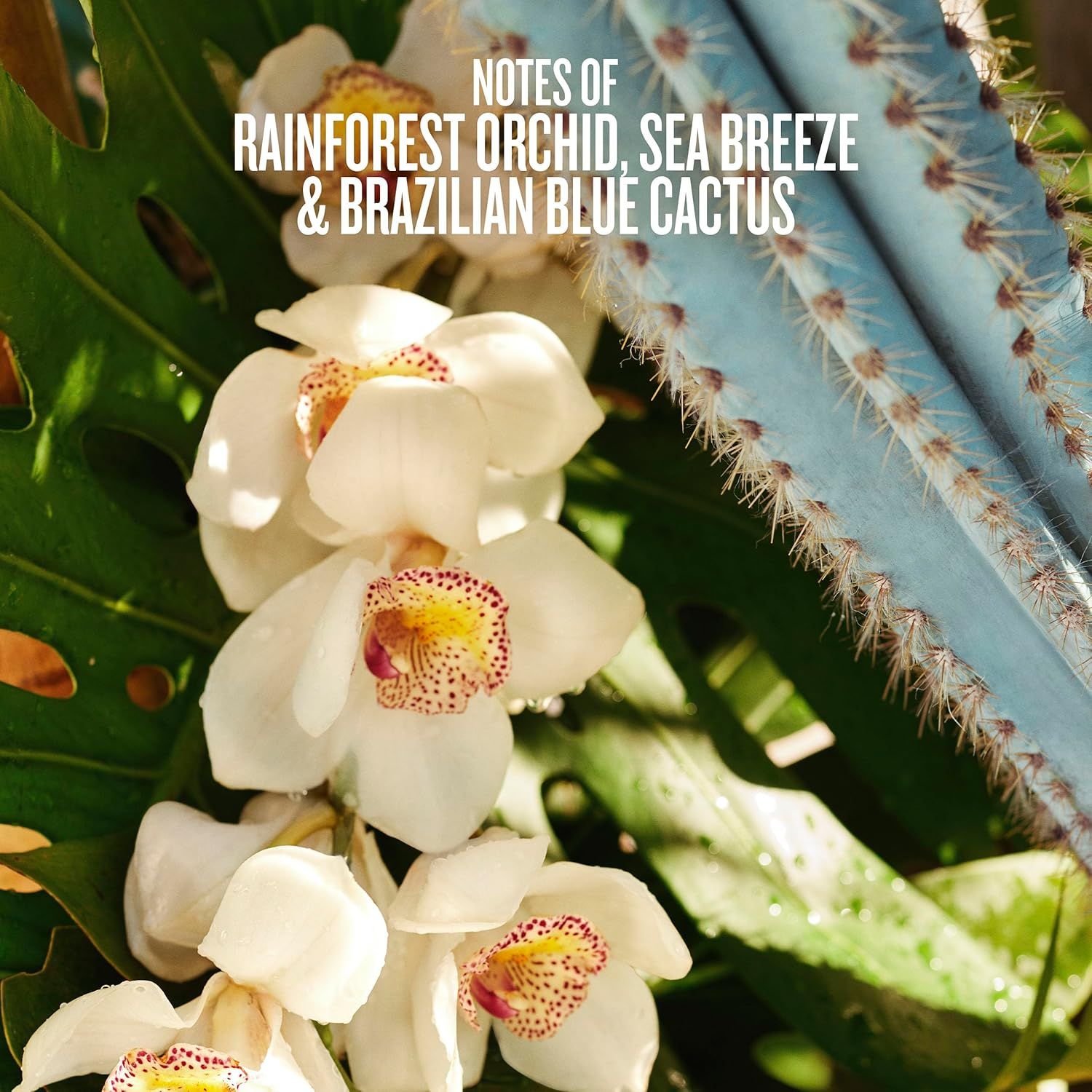 Sol de Janeiro Refresco Paraíso Limited Edition Perfume Mist, Körperspray, Meeresbrise, Orchidee, Fl