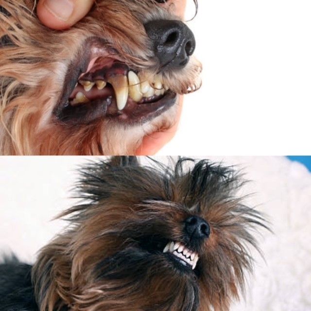 Pfotenkraut Zahnstein Spray HAPPY DENTAL