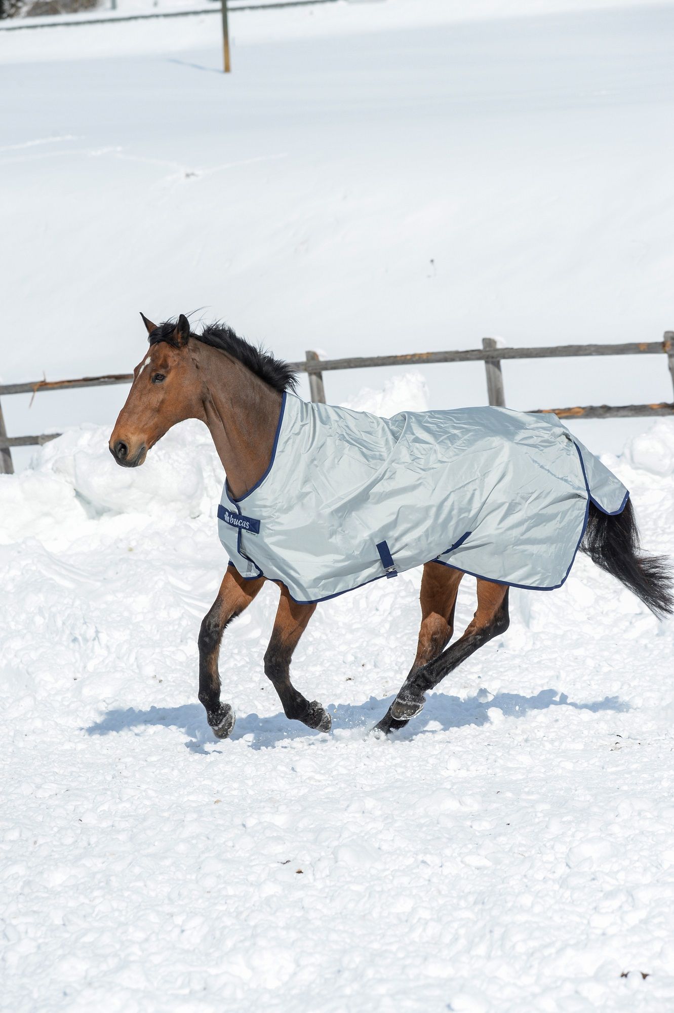 Pferdedecke, hellgrau mit dunkelblauen Rändern. Pferd rennt im Schnee. Bucas-Logo auf der Brust.