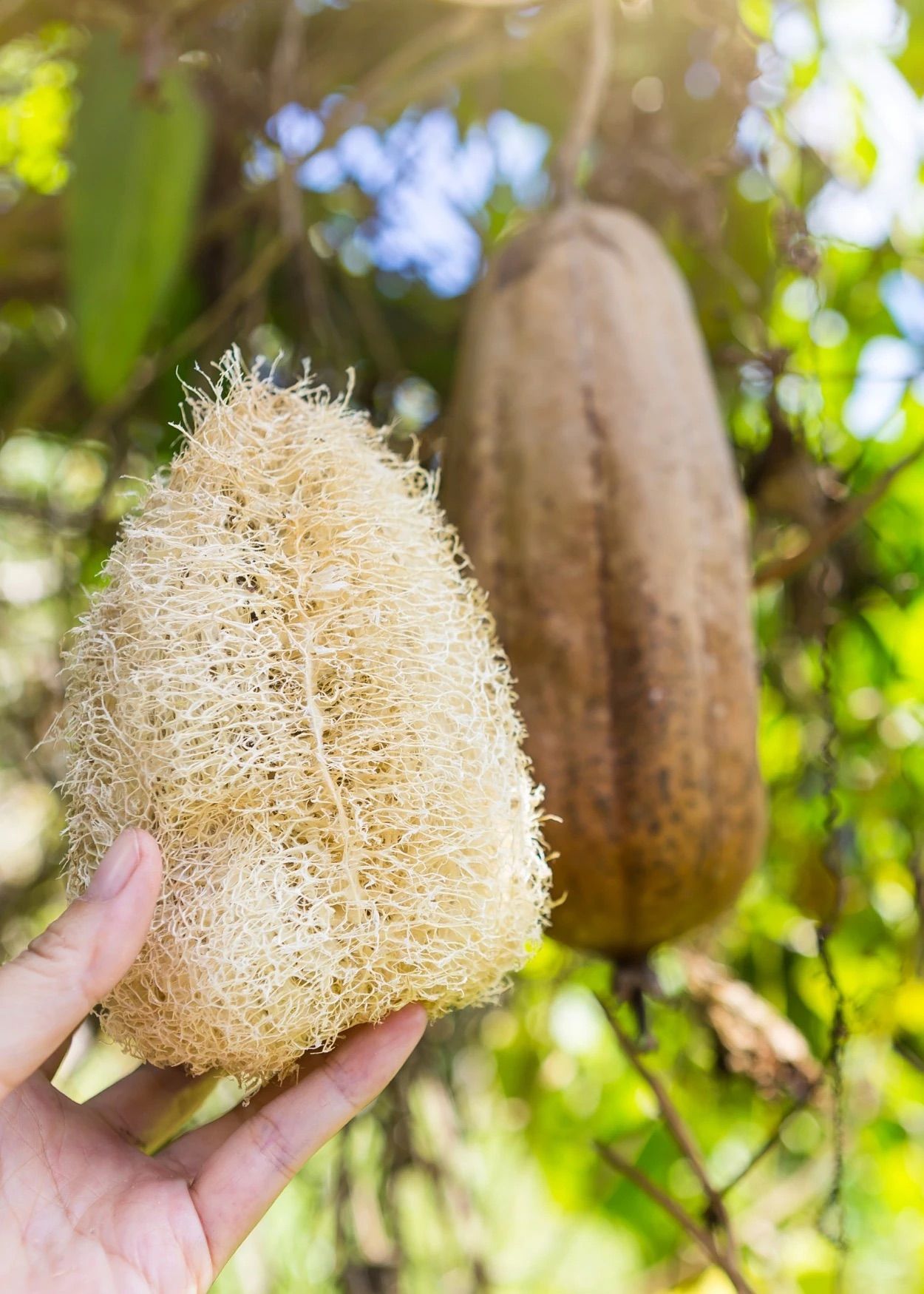 Öz Natur Luffa Schwamm