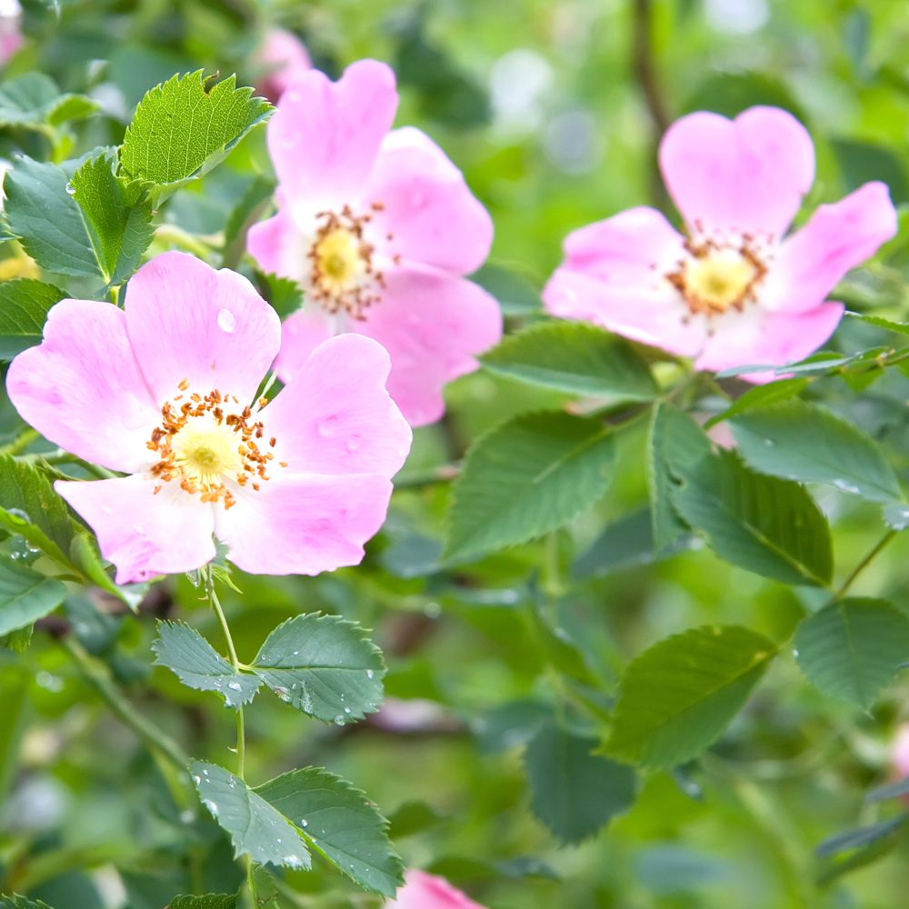 PHI Essences - Wild Rose Bachblüte Nr. 37