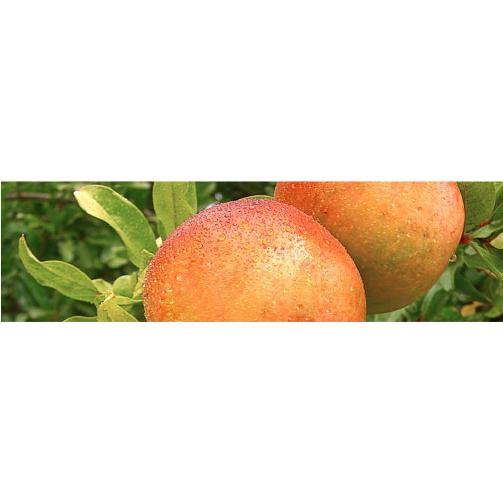 Zwei Granatäpfel mit Tropfen auf einem Ast mit Blättern. Schale orange-rot, leicht glänzend.