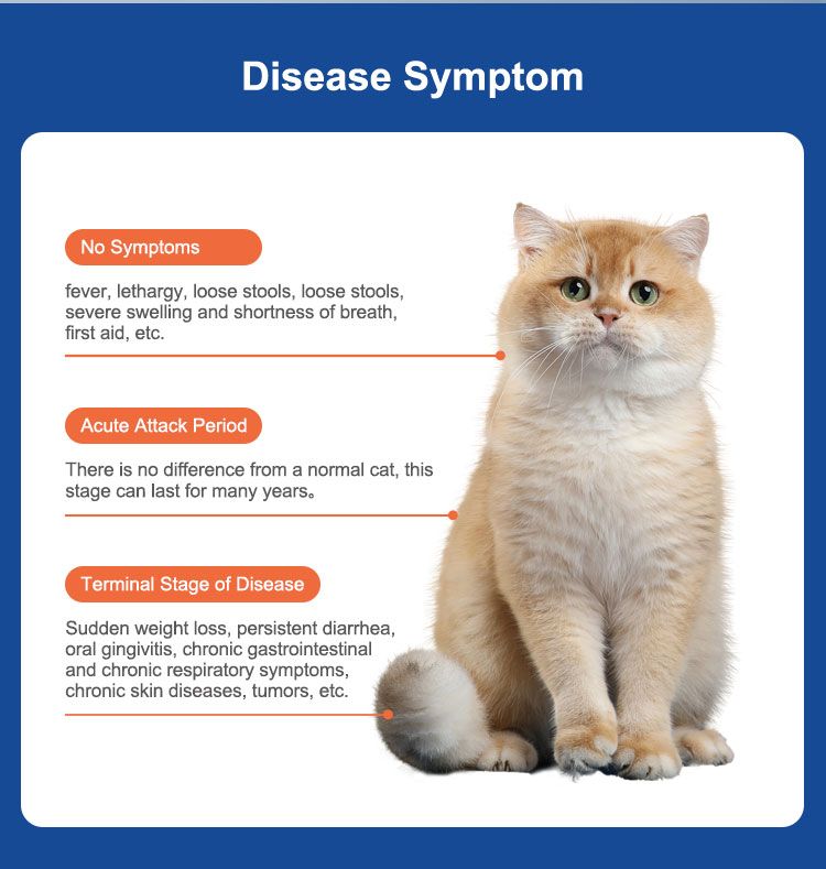 Grafik mit einer Katze und Symptomen der Krankheit. Die Grafik zeigt Symptome in verschiedenen Stadien der Krankheit.