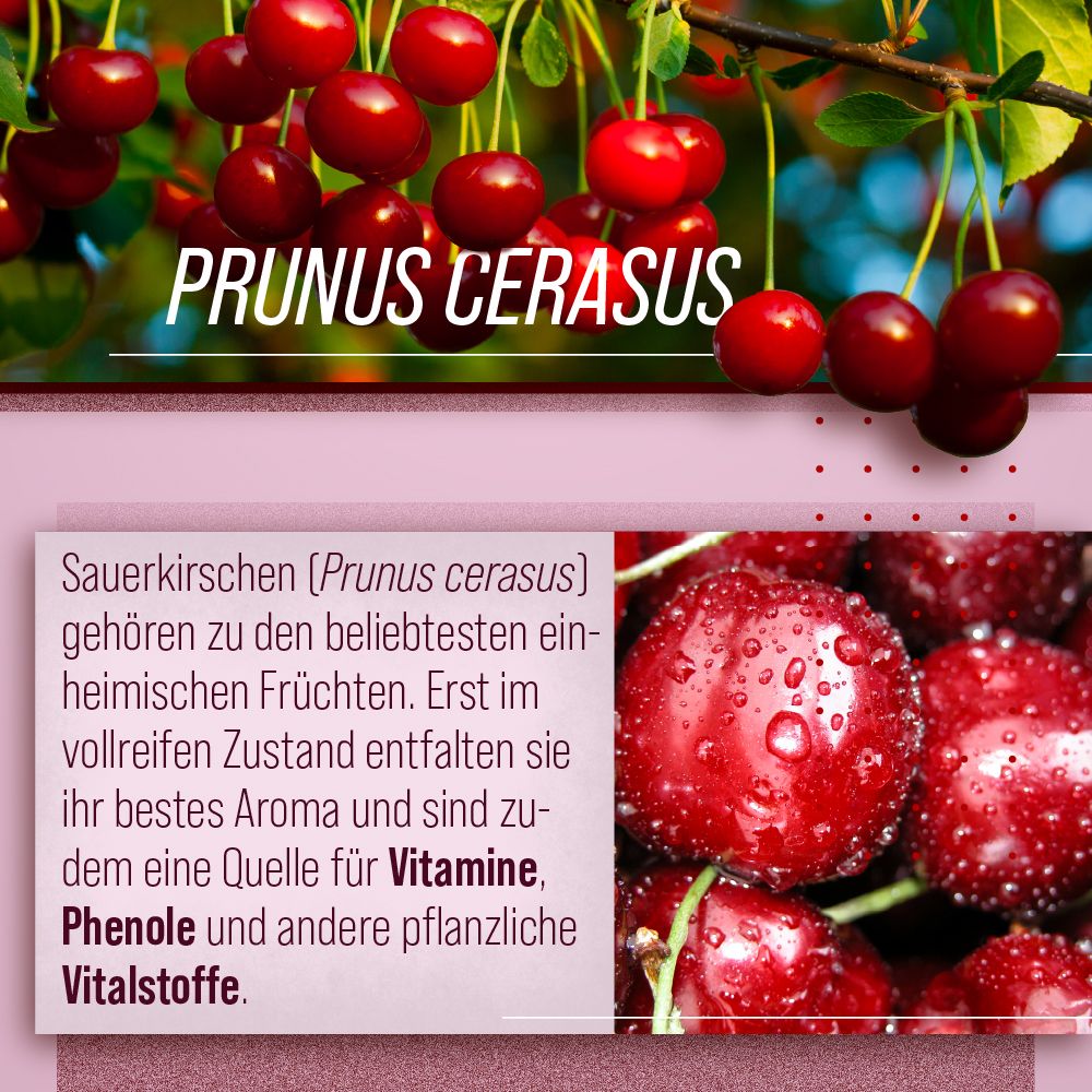 Sanct Bernhard Bio-Sauerkirsch-Vitalsaft