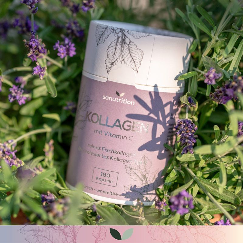 Sanutrition Kollagen Dose in Lavendelblüten. Aufschrift: Kollagen mit Vitamin C. Zylindrische Form, lila Etikett.