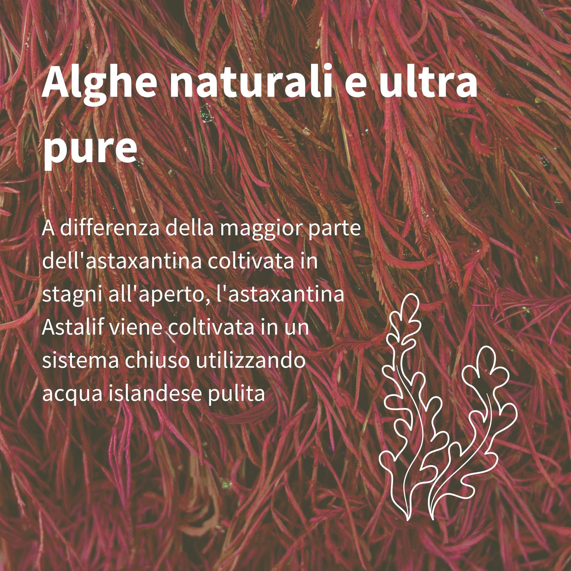 Nahaufnahme von roten Algen, Quelle für Astaxanthin, mit Text über natürliche und reine Algen.