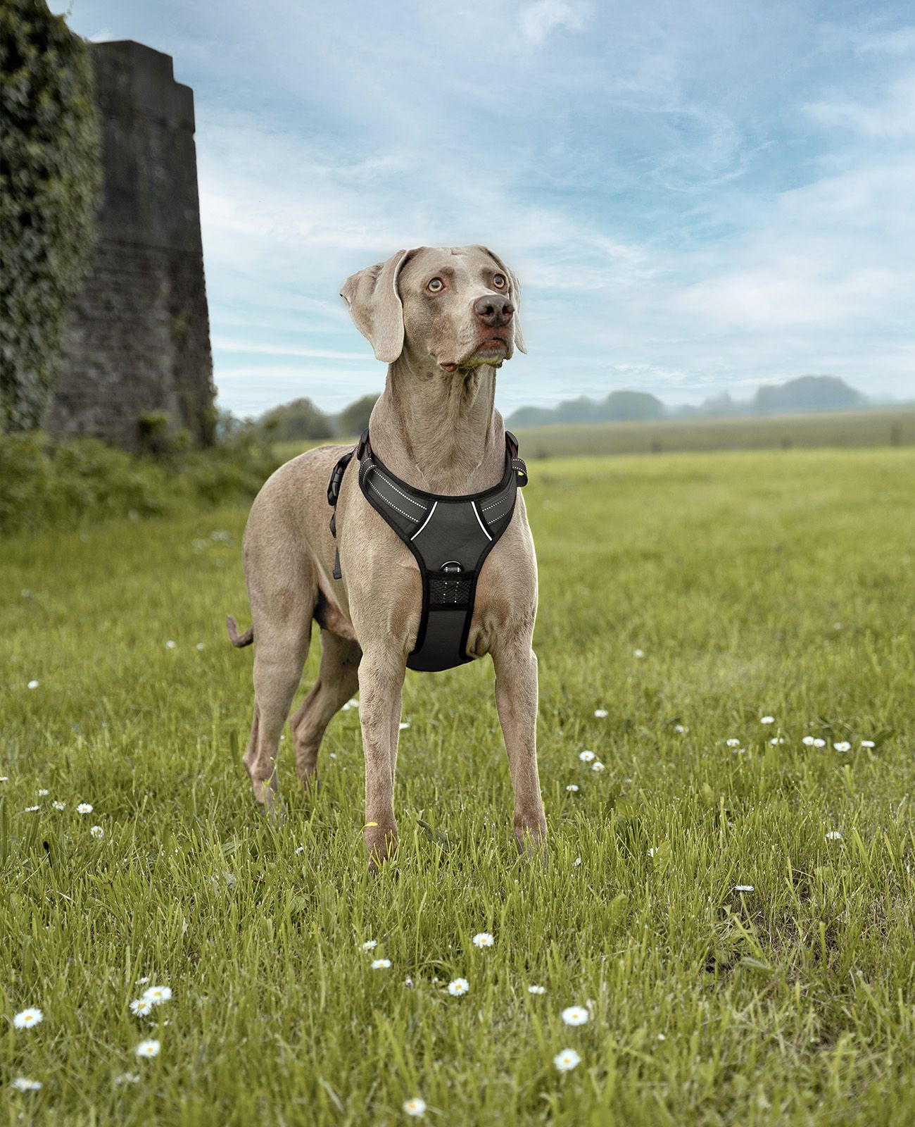 lionto Hundegeschirr