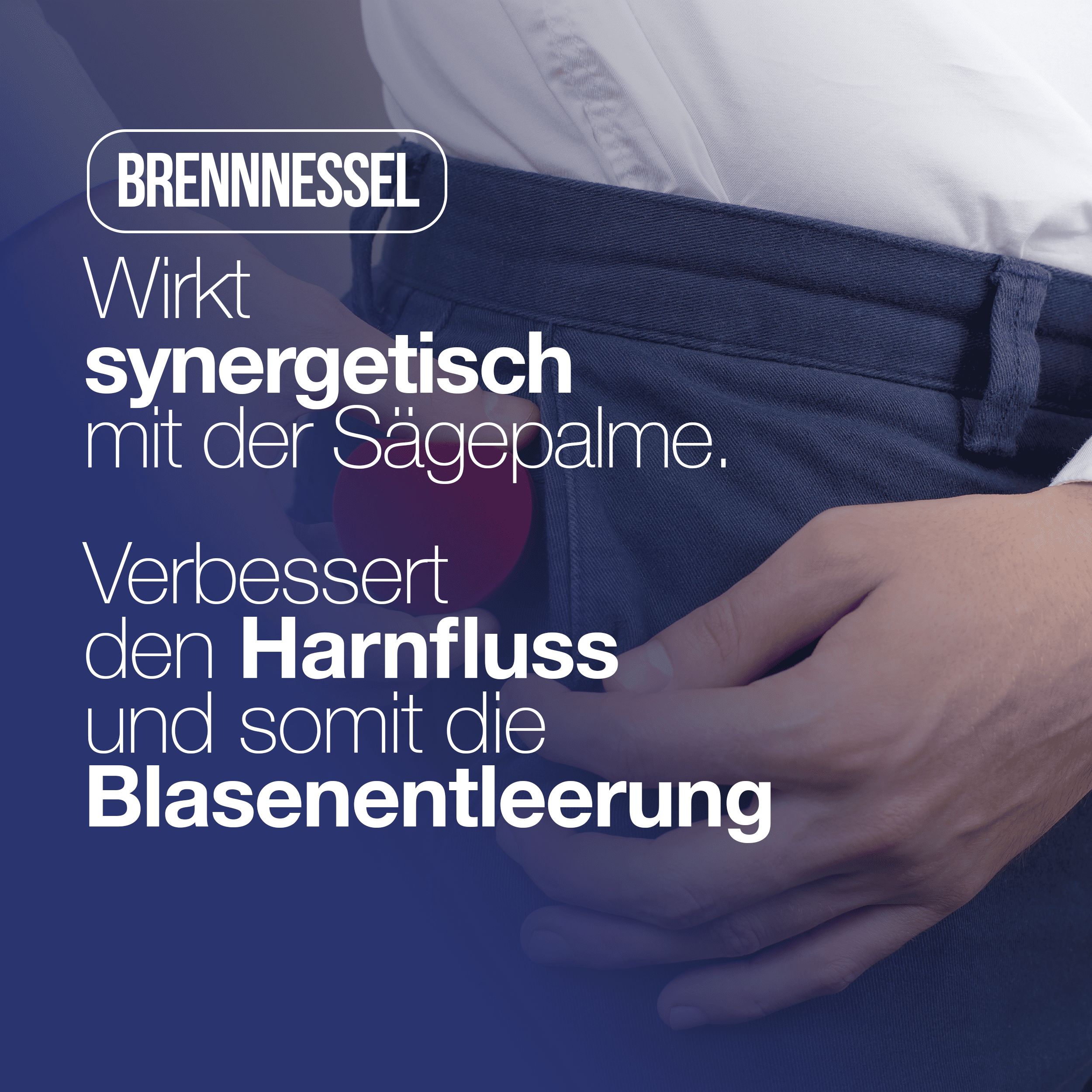Text auf blauem Hintergrund: Brennnessel. Informationen über die synergistische Wirkung mit Sägepalme und verbesserte Blasenentleerung.
