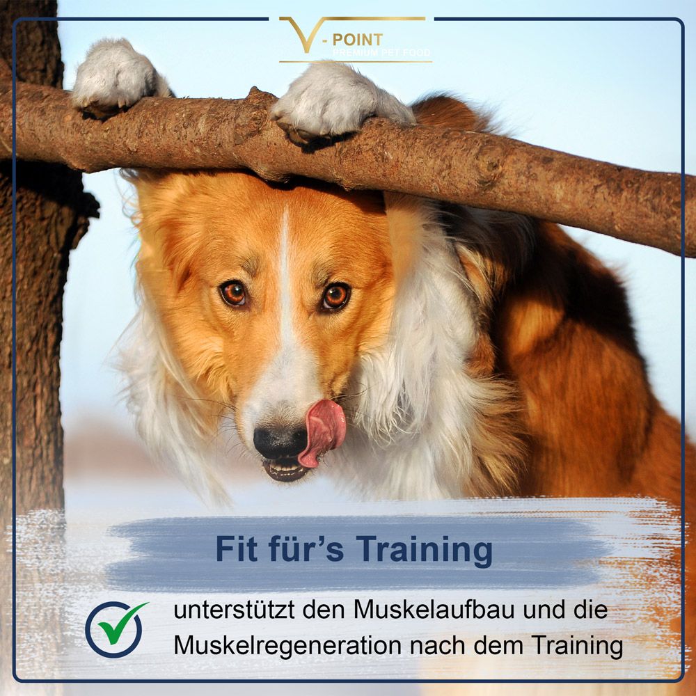 Ein Hund mit Zunge, die an einem Ast leckt. Text: 'Fit für's Training'. Das Produkt unterstützt Muskelaufbau und -regeneration nach dem Training.