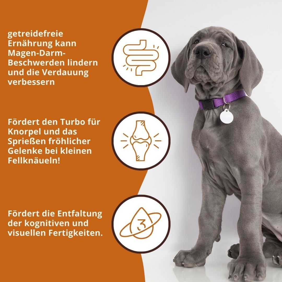 Grafik mit Text und Symbolen. Text: Getreidefreie Ernährung, fördert die Verdauung, Knorpel und kognitive Fähigkeiten.