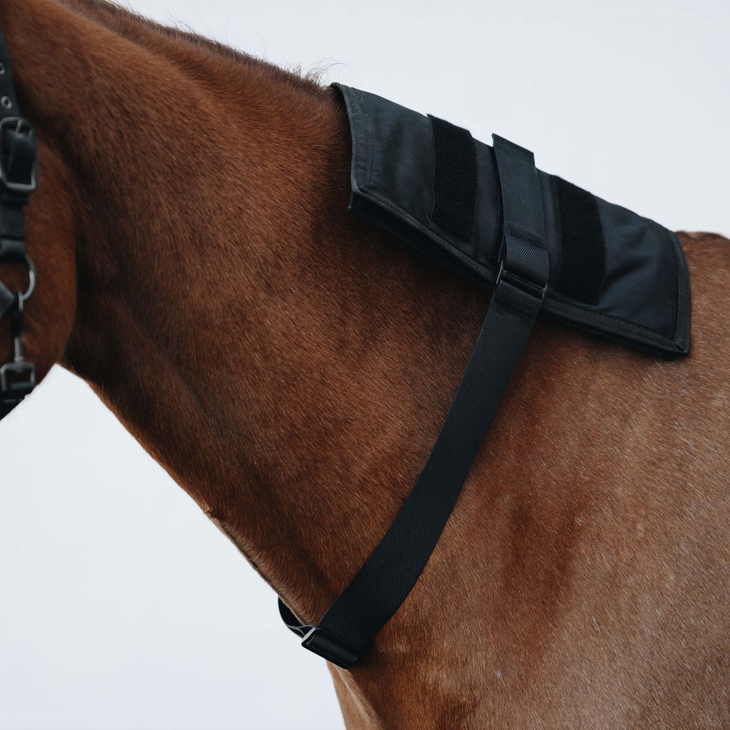 Schwarzes, verstellbares Band am Hals eines Pferdes. Das Band umschließt den Hals und die Brust des Pferdes. Der Hintergrund ist weiß.
