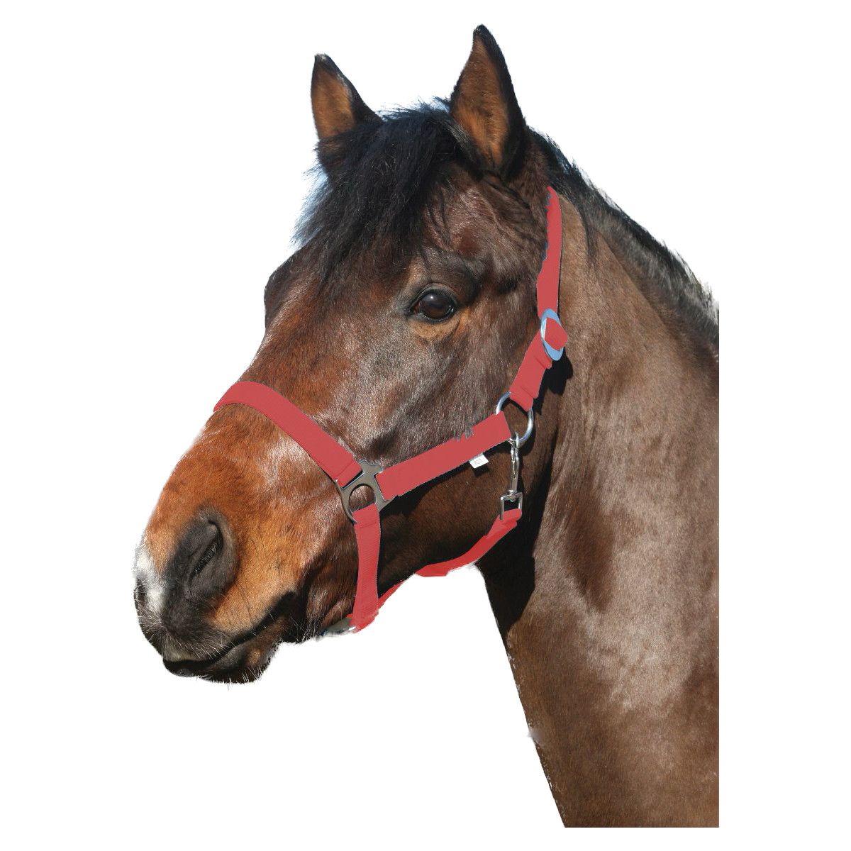 ELDORADO Pferde-Halfter Standard