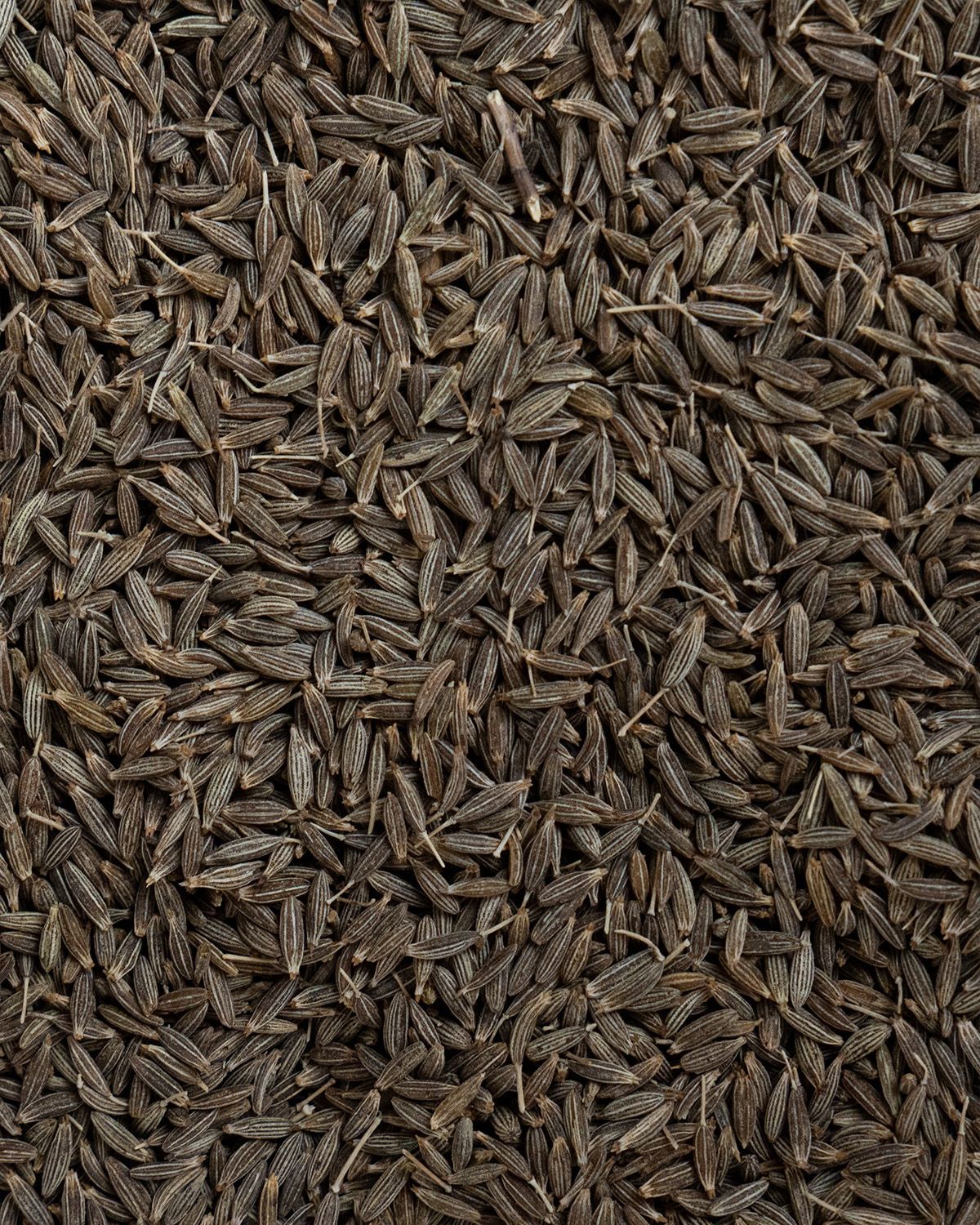 Braune Kümmelsamen, nahaufnahme.