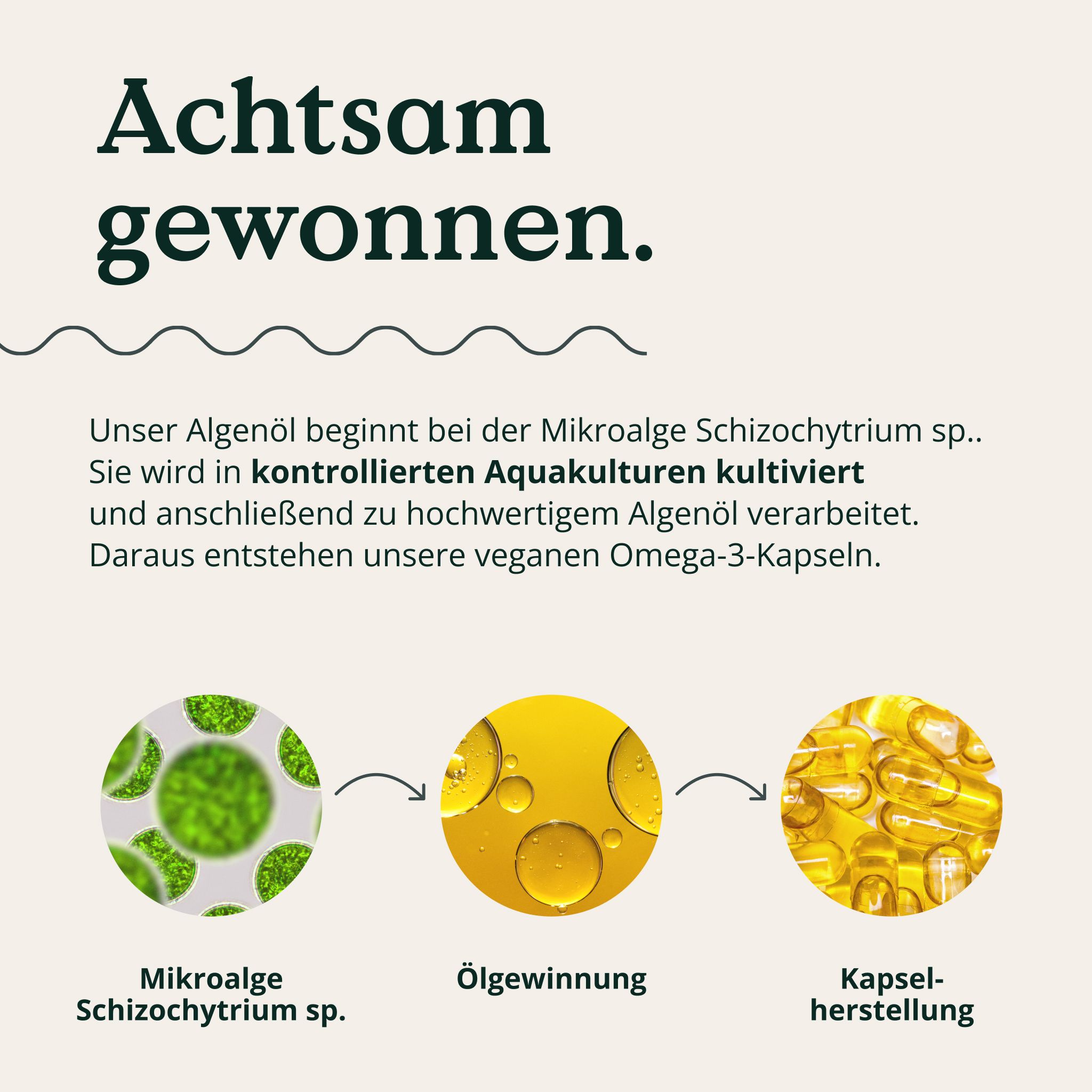 Grafik: Mikroalge Schizochytrium sp., Öl-Gewinnung, Kapsel-Herstellung.