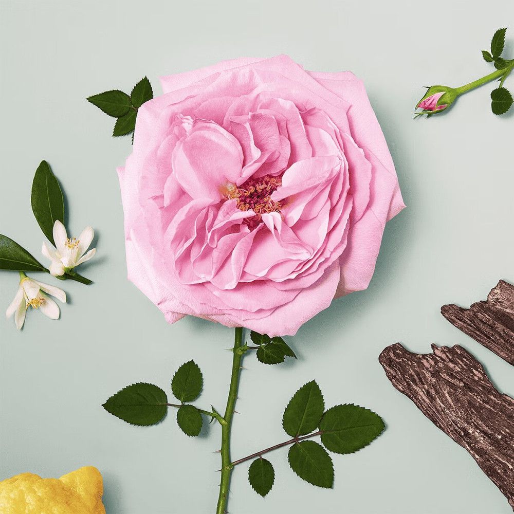 Draufsicht auf eine rosa Rose, grüne Blätter, Blüten und Holzstücke auf hellblauem Hintergrund.