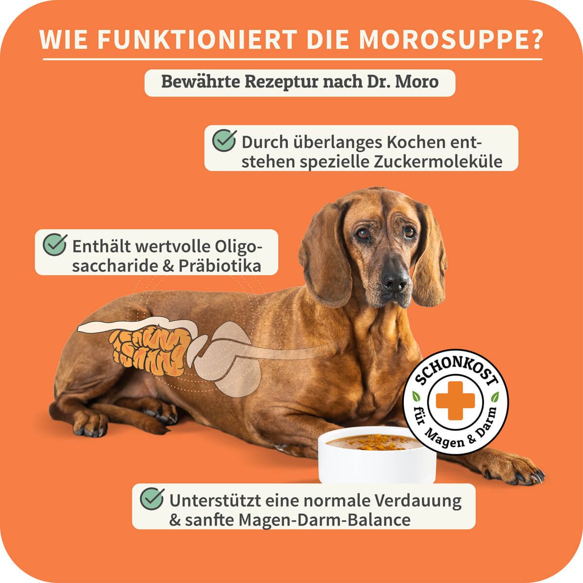 Hund mit hervorgehobenen Verdauungsorganen. Icons: Präbiotika, Verdauung, Magen & Darm. Text: Bewährte Rezeptur nach Dr. Moro.