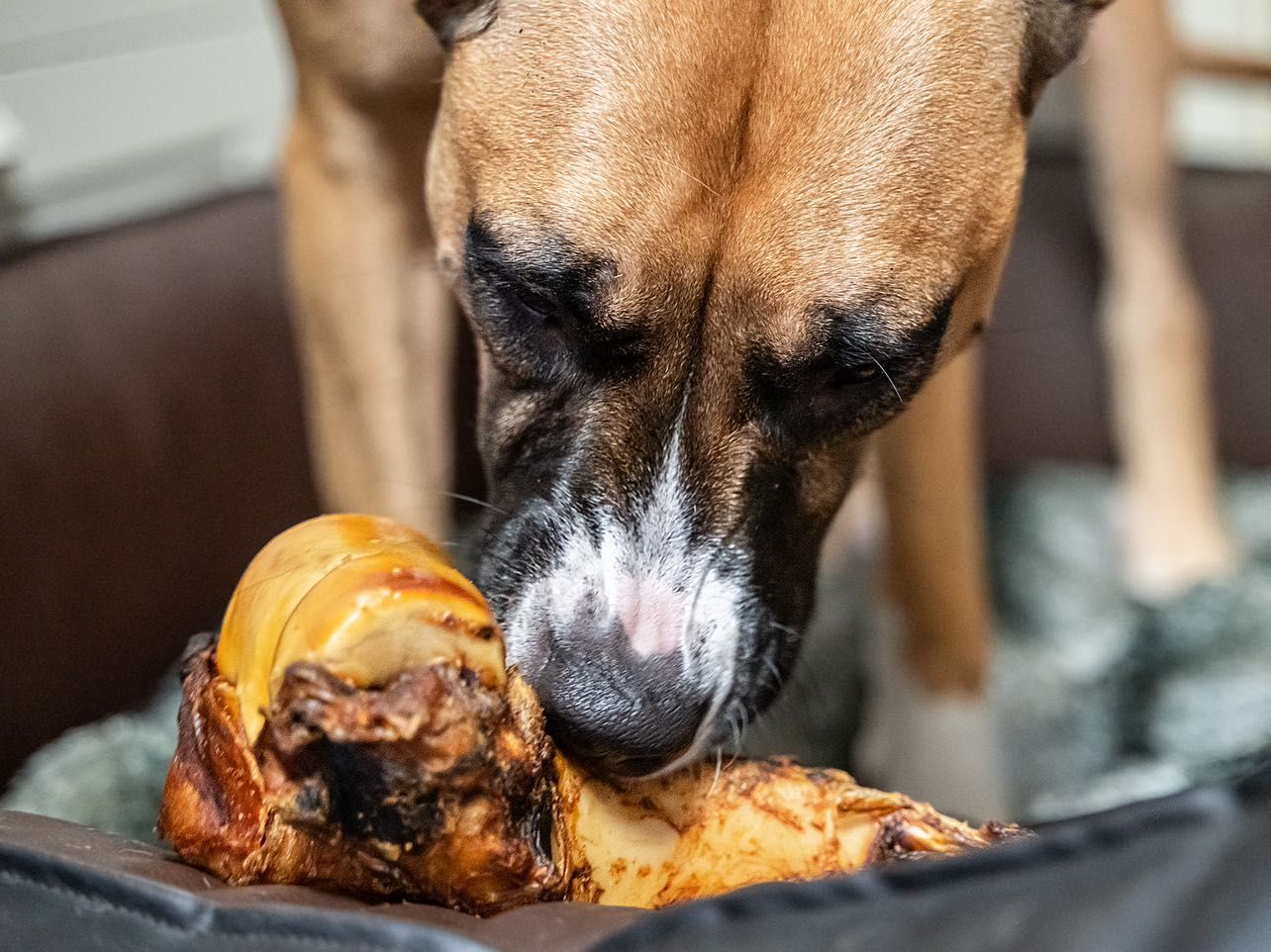 Hund kaut auf einem großen, gebräunten Rinderknochen.