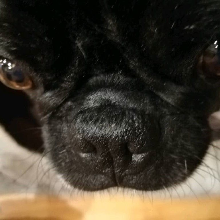 Yuki cares Nasenbutter bei trockenen Nasenrücken und Nasenfalten