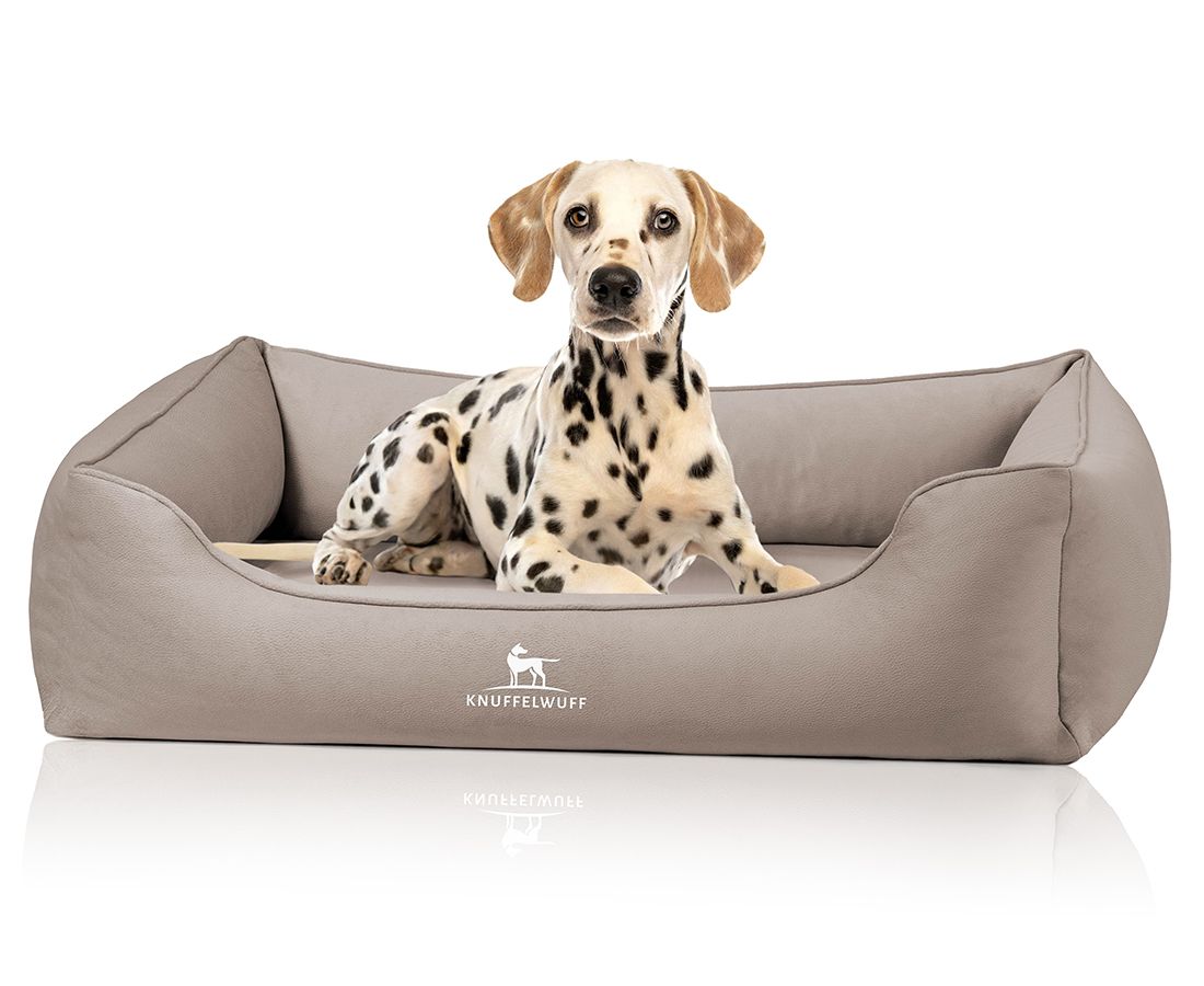 Beiges orthopädisches Hundebett mit erhöhtem Rand. Ein Dalmatiner liegt im Bett. Logo: Knuffelwuff.